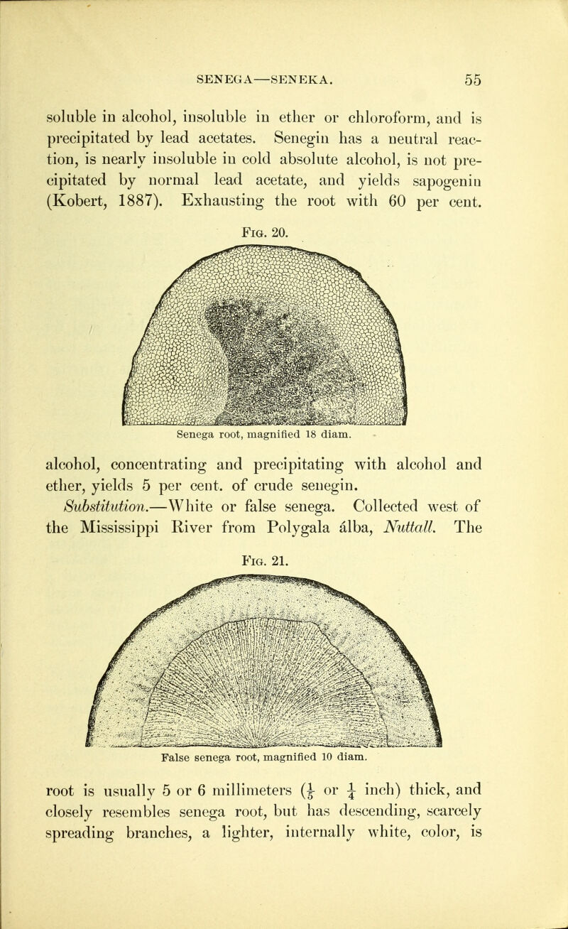 soluble in alcohol, insoluble in ether or chloroform, and is precipitated by lead acetates. Senegin has a neutral reac- tion, is nearly insoluble in cold absolute alcohol, is not pre- cipitated by normal lead acetate, and yields sapogeniu (Kobert, 1887). Exhausting the root with 60 per cent. Fig. 20. Senega root, magnified 18 diam. alcohol, concentrating and precipitating with alcohol and ether, yields 5 per cent, of crude senegin. Substitution.—White or false senega. Collected west of the Mississippi River from Polygala alba, Nuttall. The Fig. 21. False senega root, magnified 10 diam. root is usually 5 or 6 millimeters (J- or \ inch) thick, and closely resembles senega root, but has descending, scarcely spreading branches, a lighter, internally white, color, is