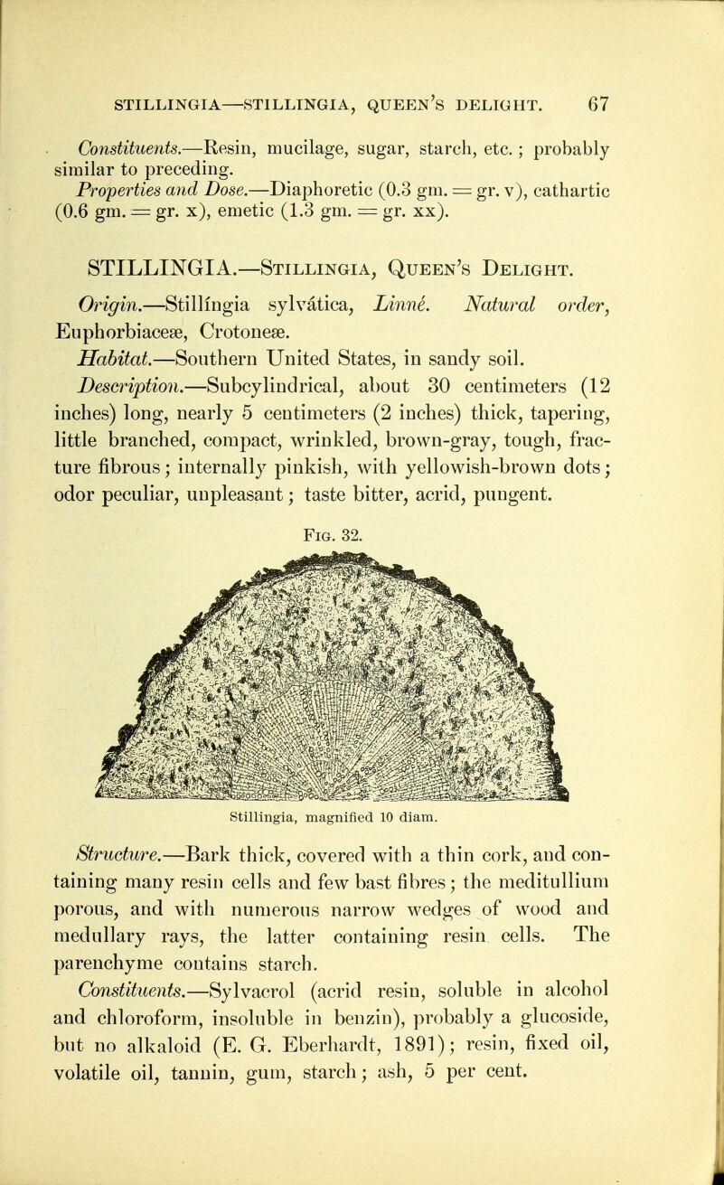 Constituents.—Resin, mucilage, sugar, starch, etc. ; probably similar to preceding. Properties and Dose.—Diaphoretic (0.3 gm. — gr. v), cathartic (0.6 gm. = gr. x), emetic (1.3 gm. = gr. xx). STILLINGIA.—Stillingia, Queen's Delight. Origin.—Stillingia sylvatica, Linne. Natural order, Euphorbiacese, Crotonese. Habitat.—Southern United States, in sandy soil. Description.—Subcylindrical, about 30 centimeters (12 inches) long, nearly 5 centimeters (2 inches) thick, tapering, little branched, compact, wrinkled, brown-gray, tough, frac- ture fibrous; internally pinkish, with yellowish-brown dots; odor peculiar, unpleasant; taste bitter, acrid, pungent. Fig. 32. Stillingia, magnified 10 diam. Structure.—Bark thick, covered with a thin cork, and con- taining many resin cells and few bast fibres; the meditullium porous, and with numerous narrow wedges of wood and medullary rays, the latter containing resin cells. The parenchyme contains starch. Constituents.—Sylvacrol (acrid resin, soluble in alcohol and chloroform, insoluble in benzin), probably a glucoside, but no alkaloid (E. G. Eberhardt, 1891); resin, fixed oil, volatile oil, tannin, gum, starch; ash, 5 per cent.