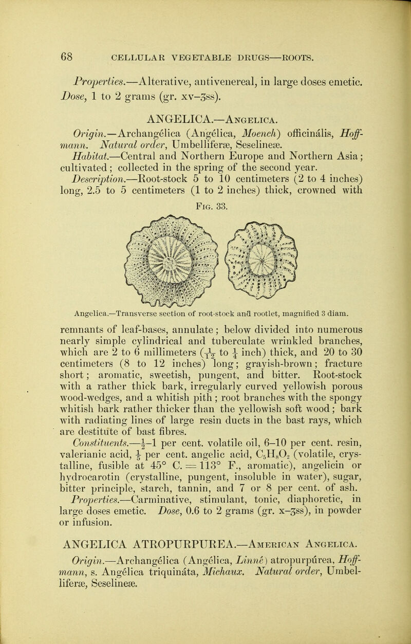 Properties.—Alterative, antivenereal, in large doses emetic. Dose, 1 to 2 grams (gr. xv-^ss). ANGELICA.—Angelica. Origin.—Archangelica (Angelica, Moencli) officinalis, Hoff- mann. Natural order, Umbel liferse, Seselinese. Habitat.—Central and Northern Europe and Northern Asia; cultivated; collected in the spring of the second year. Description.—Boot-stock 5 to 10 centimeters (2 to 4 inches) long, 2.5 to 5 centimeters (1 to 2 inches) thick, crowned with Fig. 33. Angelica.—Transverse section of root-stock and rootlet, magnified 3 diara. remnants of leaf-bases, annulate; below divided into numerous nearly simple cylindrical and tuberculate wrinkled branches, which are 2 to 6 millimeters (y1^ to \ inch) thick, and 20 to 30 centimeters (8 to 12 inches) long; grayish-brown; fracture short; aromatic, sweetish, pungent, and bitter. Root-stock with a rather thick bark, irregularly curved yellowish porous wood-wedges, and a whitish pith ; root branches with the spongy whitish bark rather thicker than the yellowish soft wood; bark with radiating lines of large resin ducts in the bast rays, which are destitute of bast fibres. Constituents.—per cent, volatile oil, 6-10 per cent, resin, valerianic acid, -J- per cent, angelic acid, C5H802 (volatile, crys- talline, fusible at 45° C. = 113° F., aromatic), angelicin or hydrocarotin (crystalline, pungent, insoluble in water), sugar, bitter principle, starch, tannin, and 7 or 8 per cent, of ash. Properties.—Carminative, stimulant, tonic, diaphoretic, in large doses emetic. Dose, 0.6 to 2 grams (gr. x-^ss), in powder or infusion. ANGELICA ATROPURPUREA.—American Angelica. Origin.—Archangelica (Angelica, Linne) atropurpurea, Hoff- mann, s. Angelica triquinata, Michaux, Natural order, Umbel- liferse, Seseline^e.