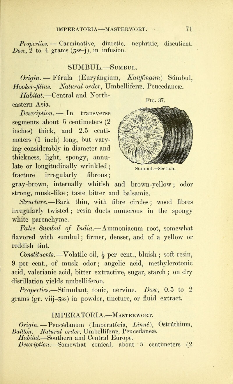 Properties. — Carminative, diuretic, nephritic, discutient. Dose, 2 to 4 grams fess-j), in infusion. SUMBUL.—Sumbul. Origin. — F6rula (Euryangium, Kauffmann) Sumbul, Hooker-filius. Natural order, Umbel] iferse, Peucedanese. Habitat.—Central and North- eastern Asia. Description. — In transverse segments about 5 centimeters (2 inches) thick, and 2.5 centi- meters (1 inch) long, but vary- ing considerably in diameter and thickness, light, spongy, annu- late or longitudinally wrinkled; fracture irregularly fibrous; gray-brown, internally whitish and brown-yellow; odor strong, musk-like; taste bitter and balsamic. Structure.—Bark thin, with fibre circles; wood fibres irregularly twisted; resin ducts numerous in the spongy white parenchyme. False Sumbul of India.—Ammoniacum root, somewhat flavored with sumbul; firmer, denser, and of a yellow or reddish tint. Constituents.—Volatile oil, ^ per cent., bluish ; soft resin, 9 per cent., of musk odor; angelic acid, methylcrotonic acid, valerianic acid, bitter extractive, sugar, starch; on dry distillation yields umbelliferon. Properties.—Stimulant, tonic, nervine. Dose, 0.5 to 2 grams (gr. viij-^ss) in powder, tincture, or fluid extract. IMPERATOEIA.—Masterwort. Origin. — Peucedanum (Imperatoria, Linne), Ostrilthium, Baillon. Natural order, Umbelliferse, Peucedanese. Habitat.—Southern and Central Europe. Description.—Somewhat conical, about 5 centimeters (2 Fig. 37. Sumbul.—Section.