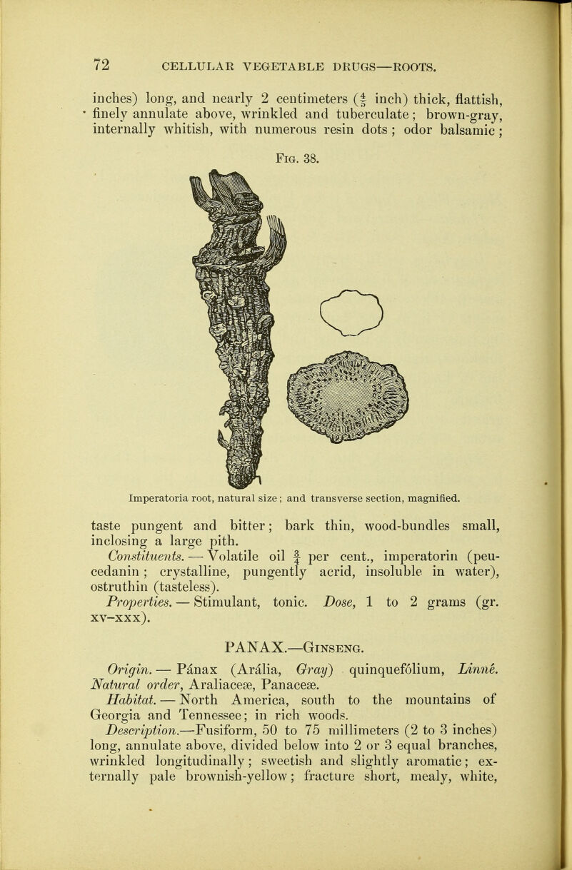 inches) long, and nearly 2 centimeters (f inch) thick, flattish, • finely annulate above, wrinkled and tuberculate; brown-gray, internally whitish, with numerous resin dots ; odor balsamic ; Fig. 38. Imperatoria root, natural size; and transverse section, magnified. taste pungent and bitter; bark thin, wood-bundles small, inclosing a large pith. Constituents. — Volatile oil J per cent., imperatorin (peu- cedanin; crystalline, pungently acrid, insoluble in water), ostruthin (tasteless). Properties. — Stimulant, tonic. Dose, 1 to 2 grams (gr. xv-xxx). PANAX.—Ginseng. Origin. — Panax (Aralia, Gray) quinquefolium, Linne. Natural order, Araliacese, Panacese. Habitat. — North America, south to the mountains of Georgia and Tennessee; in rich woods. Description.—Fusiform, 50 to 75 millimeters (2 to 3 inches) long, annulate above, divided below into 2 or 3 equal branches, wrinkled longitudinally; sweetish and slightly aromatic; ex- ternally pale brownish-yellow; fracture short, mealy, white,