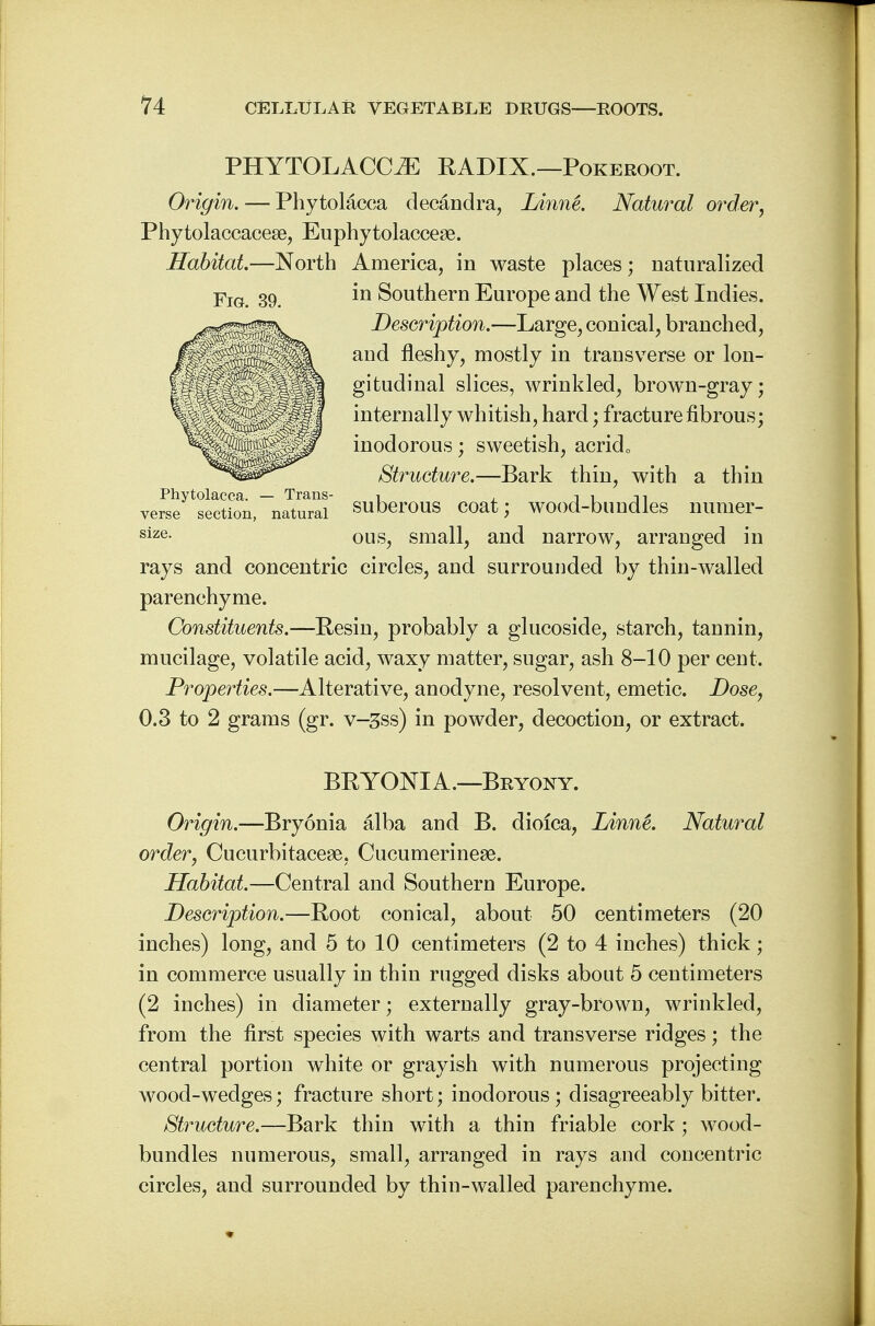PHYTOLACCA RADIX.—Pokeroot. Origin. — Phytolacca decandra, Linne. Natural order, Phytolaccacese, Euphytolacceae. Habitat—North America, in waste places; naturalized Fig. 39. 'm Southern Europe and the West Indies. Description.—Large, conical, branched, and fleshy, mostly in transverse or lon- gitudinal slices, wrinkled, brown-gray; internally whitish, hard; fracture fibrous; inodorous; sweetish, acrid0 Structure.—Bark thin, with a thin suberous coat; wood-bundles numer- ous, small, and narrow, arranged in rays and concentric circles, and surrounded by thin-walled parenchyme. Constituents.—Resin, probably a glucoside, starch, tannin, mucilage, volatile acid, waxy matter, sugar, ash 8-10 per cent. Properties.—Alterative, anodyne, resolvent, emetic. Dose, 0.3 to 2 grams (gr. v-3ss) in powder, decoction, or extract. Phytolacca, verse section size. BRYONIA.—Bryony. Origin.—Bryonia alba and B. dioica, Linne*. Natural order, Cucurbitaceae, Cucumerineae. Habitat.—Central and Southern Europe. Description.—Root conical, about 50 centimeters (20 inches) long, and 5 to 10 centimeters (2 to 4 inches) thick; in commerce usually in thin rugged disks about 5 centimeters (2 inches) in diameter; externally gray-brown, wrinkled, from the first species with warts and transverse ridges; the central portion white or grayish with numerous projecting wood-wedges; fracture short; inodorous; disagreeably bitter. Structure.—Bark thin with a thin friable cork; wood- bundles numerous, small, arranged in rays and concentric circles, and surrounded by thin-walled parenchyme.
