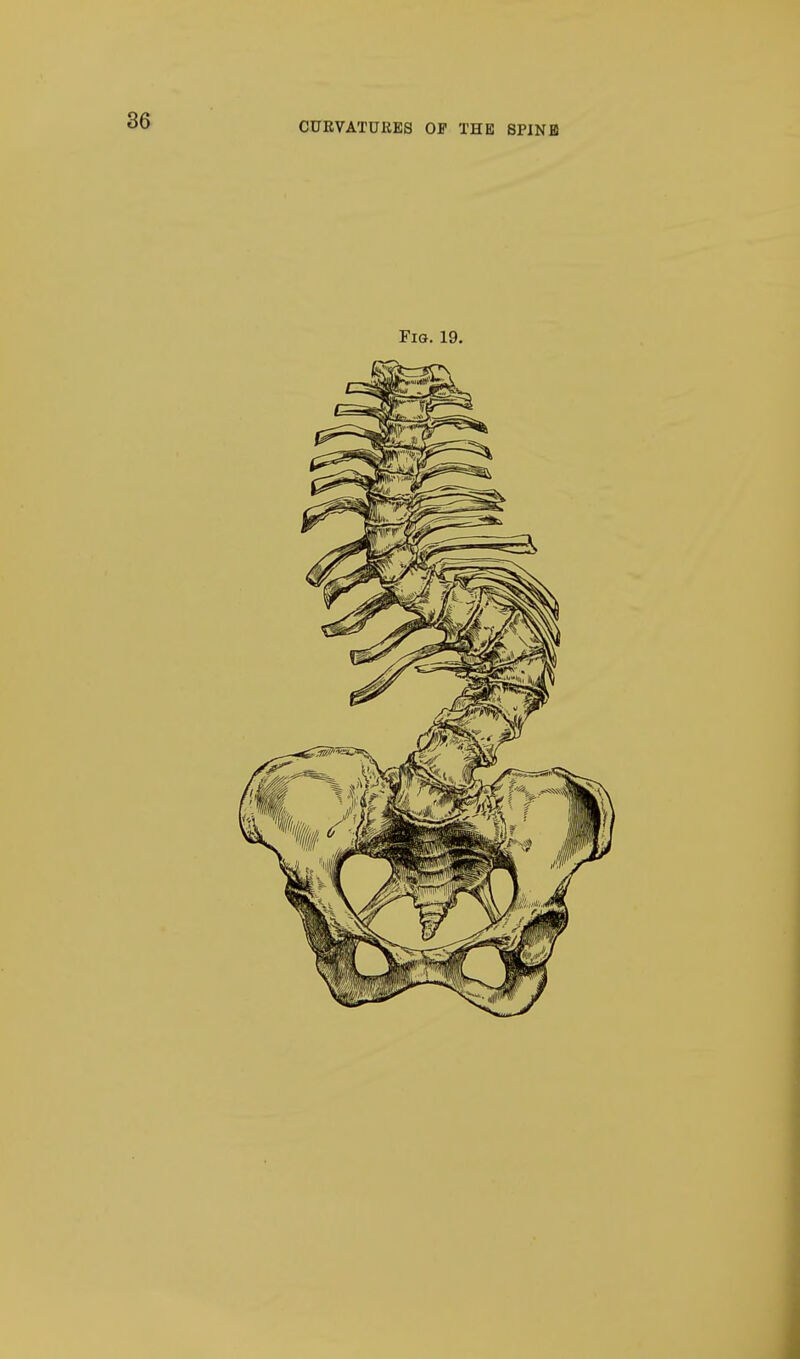 CURVATURES OF THE SPINE Fig. 19.