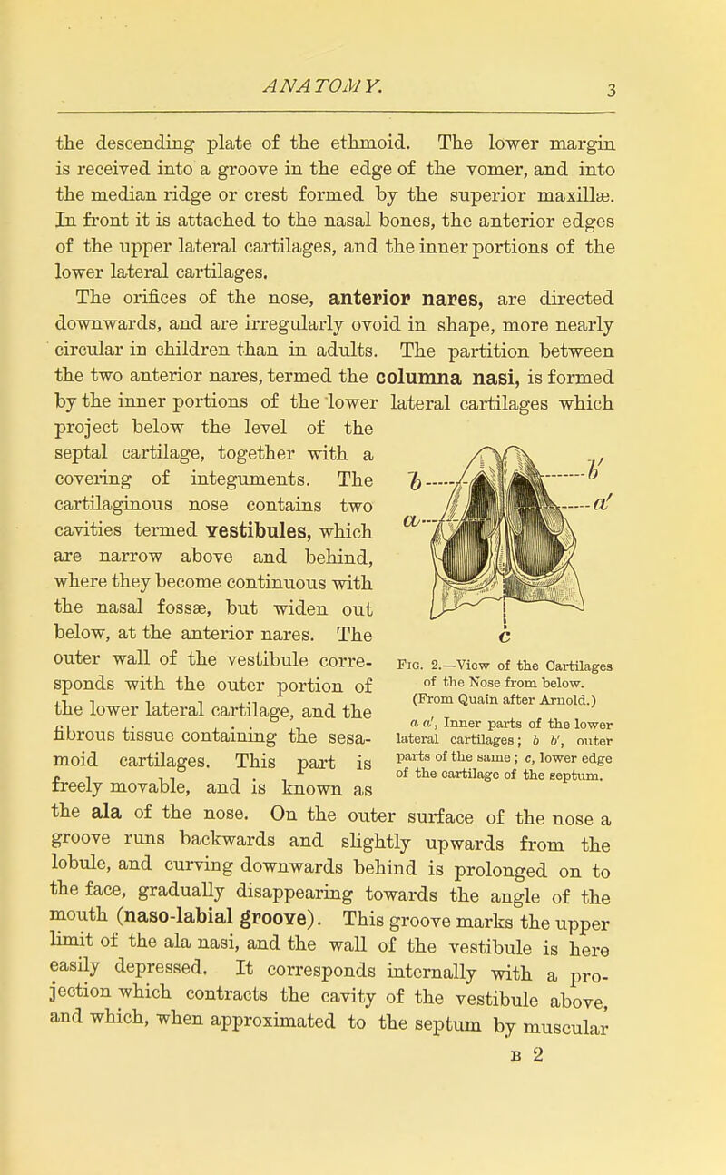 tlie descending plate of the etkmoid. The lower margin is received into a groove in the edge of the vomer, and into the median ridge or crest formed by the superior maxillae. In fi'ont it is attached to the nasal bones, the anterior edges of the upper lateral cartilages, and the inner portions of the lower lateral cartilages. The orifices of the nose, anterior nares, are directed downwards, and are irregularly ovoid in shape, more nearly circular in children than in adults. The partition between the two anterior nares, termed the columna nasi, is formed by the inner portions of the lower lateral cartilages which project below the level of the septal cartilage, together with a covering of integuments. The cartilaginous nose contains two cavities termed vestibules, which are narrow above and behind, where they become continuous with the nasal fossae, but widen out below, at the anterior nares. The outer wall of the vestibule corre- sponds with the outer portion of the lower lateral cartilage, and the fibrous tissue containing the sesa- moid cartilages. This part is freely movable, and is known as the ala of the nose. On the outer surface of the nose a groove runs backwards and slightly upwards from the lobule, and curving downwards behind is prolonged on to the face, gradually disappearing towards the angle of the mouth (naso-labial groove). This groove marks the upper limit of the ala nasi, and the wall of the vestibule is here easily depressed. It corresponds internally with a pro- jection which contracts the cavity of the vestibule above, and which, when approximated to the septum by muscular B 2 e Fig. 2.—View of the Cartilages of tlie Nose fx-om below. (From Quain after Arnold.) a a', Inner parts of the lower lateral cartilages; b U, outer parts of the same ; c, lower edge of the cartilage of the septum.