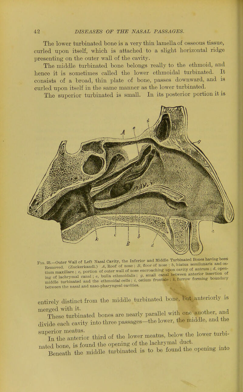 The lower turbinated bone is a very tMn lamella of osseous tissue, curled upon itself, which is attached to a slight horizontal ridge presenting on the outer wall of the cavity. The middle turbinated bone belongs reaUy to the ethmoid, and hence it is sometimes called the lower ethmoidal turbinated. It consists of a broad, thin plate of bone, passes downward, and is curled upon itself in the same manner as the lower turbinated. The superior turbinated is small. In its posterior portion it is Fig 23 -Outer Wall of Left Nasal Cavity, the Inferior and Middle Turbinated Bones having been f movel Sckerlcandl.) A, Roof of nose ; B, floor of nose ; 6, Matus t «um maxUlare • c, portion of outer wall of nose encroaching upon cavity of antium , open r^nacSymkl canal; e, bulla ethmoidalis ; g, small canal between antenor msert.on o mfddle tSnated and ^h^ ethn^oidal cells; /, ostiun, frontale ; fc, furrow fonn.ng bounda.y between the nasal and naso-pharyngeal cavities. entirely distinct from the middle turbinated bone, TTiil^anteriorly is ^^ThLrtarbinated bones are nearly parallel with one another and divide each cavity into three passages-the lower, the middle, and the ^itlTntt'or third of the lower meatus, below the lower turbi- nated bone, is found the opening of the lachrymal duct. _ _ tneath the middle turbinated is to be found the opemng into