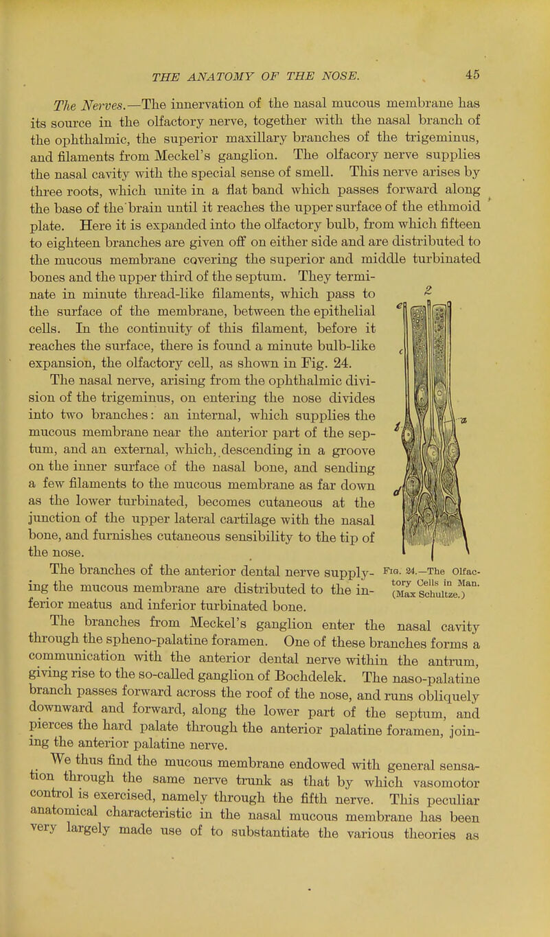 The Ney-ves.—The innervation of the nasal mucous membrane has its source in the olfactory nerve, together with the nasal branch of the ophthalmic, the superior maxillary branches of the ti-igeminus, and filaments from Meckel's ganglion. The olfacory nerve supplies the nasal cavity with the special sense of smell. This nerve arises by three roots, which unite in a flat band which passes forward along the base of the brain until it reaches the upper surf ace of the ethmoid plate. Here it is expanded into the olfactory bulb, from which fifteen to eighteen branches are given off on either side and are distributed to the mucous membrane covering the superior and middle turbinated bones and the upper third of the septum. They termi- nate in minute thread-like filaments, which pass to the surface of the membrane, between the epithelial cells. In the continuity of this filament, before it reaches the surface, there is found a minute bulb-like expansion, the olfactory cell, as shown in Fig. 24. The nasal nerve, arising from the ophthalmic divi- sion of the trigeminus, on entering the nose di\'ides into two branches: an internal, which supplies the mucous membrane near the anterior part of the sep- tum, and an external, which, descending in a groove on the inner surface of the nasal bone, and sending a few filaments to the mucous membrane as far down as the lower turbinated, becomes cutaneous at the junction of the upper lateral cartilage with the nasal bone, and furnishes cutaneous sensibility to the tip of the nose. The branches of the anterior dental nerve supply- ing the mucous membrane are distributed to the in- ferior meatus and inferior turbinated bone. The branches from Meckel's ganglion enter the nasal cavity through the spheno-palatine foramen. One of these branches forms a communication with the anterior dental nerve within the antrum, giving rise to the so-caUed ganglion of Bochdelek. The naso-palatine branch passes forward across the roof of the nose, and runs obliquely downward and forward, along the lower part of the septum, and pierces the hard palate through the anterior palatine foramen, join- ing the anterior palatine nerve. We thus find the mucous membrane endowed with general sensa- tion through the same nerve ti'unk as that by which vasomotor control IS exercised, namely through the fifth nerve. This peculiar anatomical characteristic in the nasal mucous membrane has been very largely made use of to substantiate the various theories FiQ. 24.—The Olfac- tory Oells in Man. (Max Schultze.) as