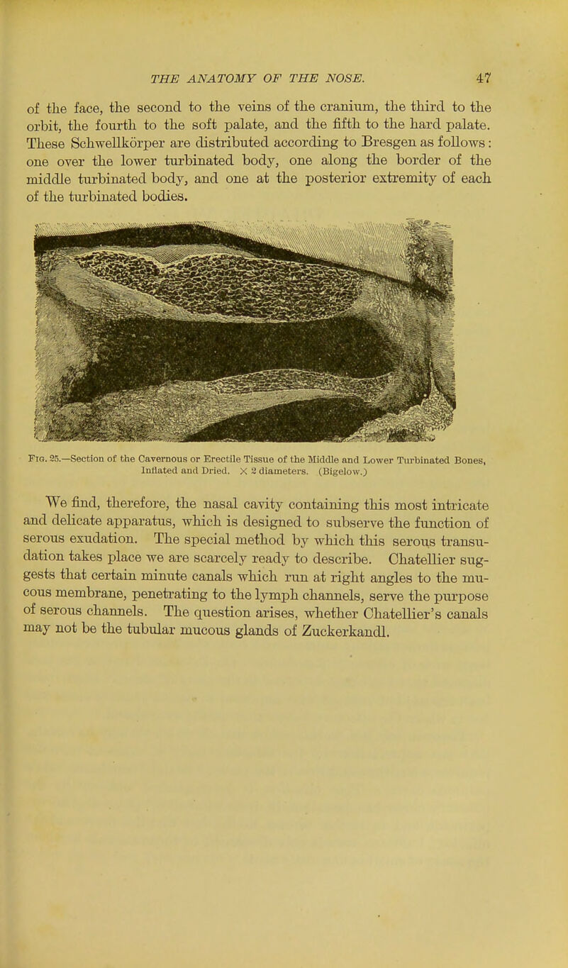 of the face, the second to the veins of the cranium, the third to the orbit, the fourth to the soft palate, and the fifth to the hard palate. These Schwellkorper are distributed according to Bresgen as follows: one over the lower turbinated body, one along the border of the middle turbinated body, and one at the posterior extremity of each of the turbinated bodies. Fig. 25.—Section of the Cavernous or Erectile Tissue of the Middle and Lower Turbinated Bones, Inflated and Dried. X 3 diameters. (Bigelow.) We find, therefore, the nasal cavity containing this most intricate and deKcate apparatus, which is designed to subserve the function of serous exudation. The special method by which this serous transu- dation takes place we are scarcely ready to describe. Chatellier sug- gests that certain minute canals which run at right angles to the mu- cous membrane, penetrating to the lymph channels, serve the purpose of serous channels. The question arises, whether Chatellier's canals may not be the tubidar mucous glands of Zuckerkandl.