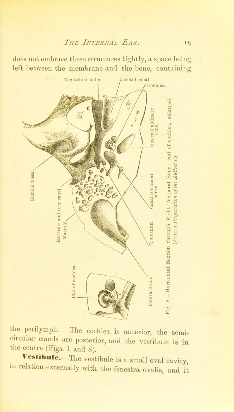does not embrace these structures tightly, a space being left between the membrane and the bone, containing Euatachian tu) Carotid canal Cochlea tlie perilymph. The cochlea is anterior, the semi- circular canals are posterior, and the vestibule is in the centre (Figs. 1 and 8). Vcstibule._The vestibule is a small oval cavity ni relation externally with the fenestra ovalis, and it
