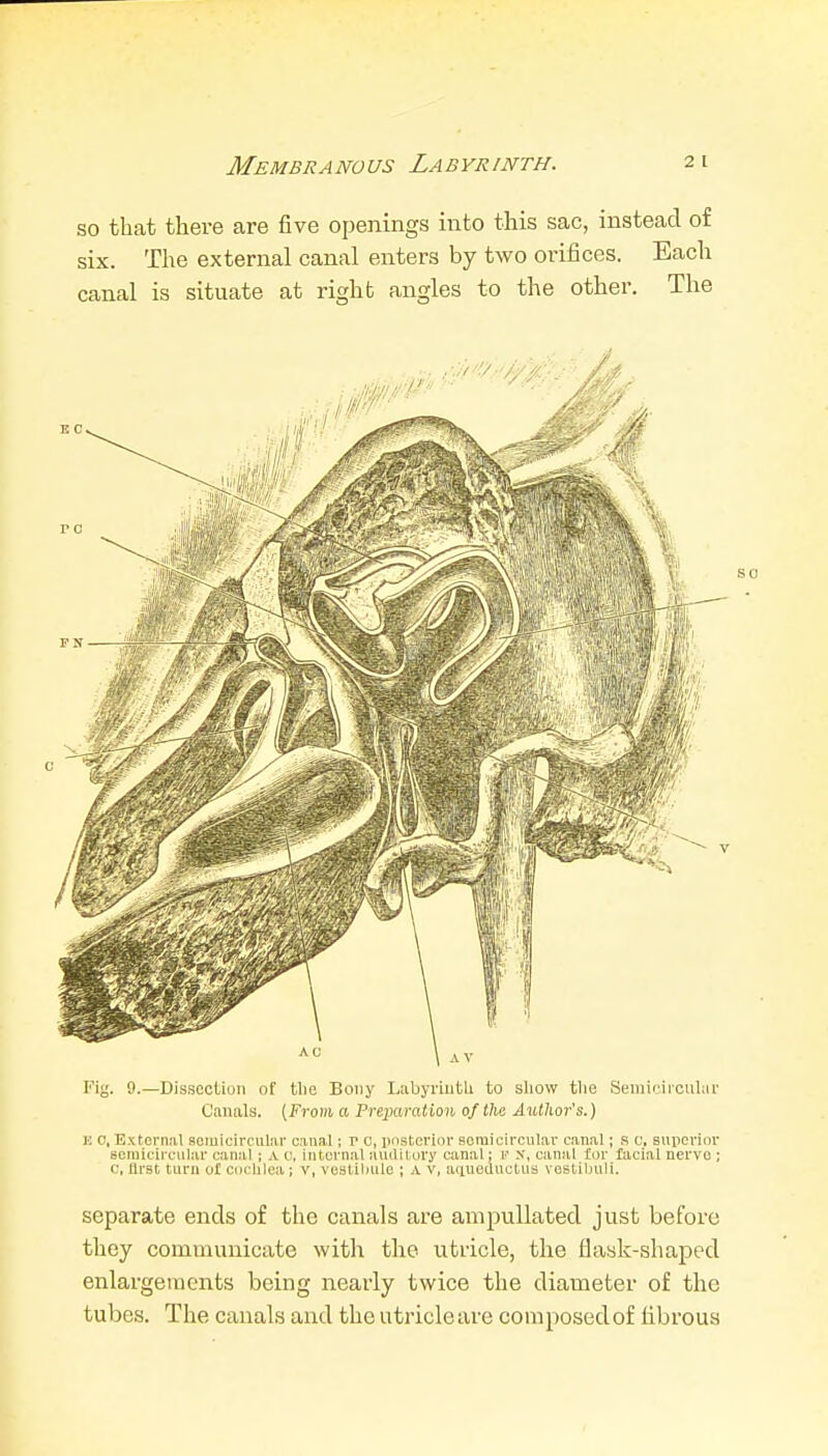 Membranous Labyrinth. so that there are five openings into this sac, instead of six. The external canal enters by two orifices. Each canal is situate at right angles to the other. The Fig. 9.—Dissection of tlio Bony Labyiiutli to sliow tlie Semiciiculur Canals. (From a Preparation of the Author's.) c, External semicircular canal; r 0, pnsterior soraicircnlav canal; s c, suiicrior ficraicii'ciilar canal ; a c, internal auditory canal; t' X, canal for facial nervo ; <:, flrat turn of cocblea; v, vestiliule ; A v, aciueiluctus vestlbuli. separate ends of the canals are anipuUated just before they communicate with the utricle, the flask-shaped enlargements being nearly twice the diameter of the tubes. The canals and the utricleare composedof fibrous