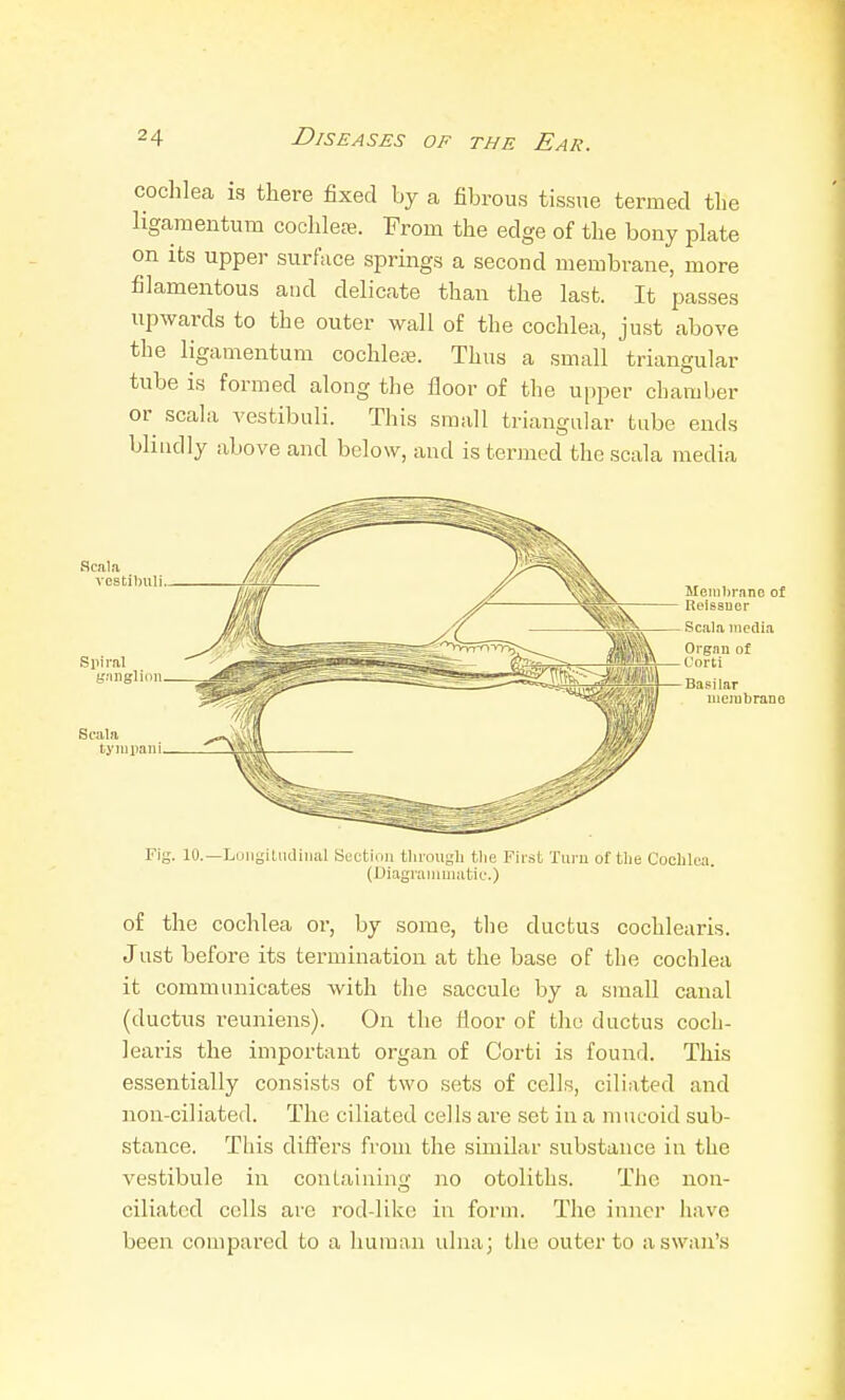 cochlea is there fixed by a fibrous tissue termed the ligamentum cochlete. From the edge of the bony plate on its upper surface springs a second membrane, more filamentous and delicate than the last. It passes upwards to the outer wall of the cochlea, just above the ligamentum cochlea?. Thus a small triangular tube is formed along the floor of the upper chamber or scala vestibuli. This small triangular tube ends blindly above and below, and is termed the scala media Se Meii]])rane of ReissDer Sella niedi.a Orgnu of L'orti Basi lar iiieiubrano Fig. 10.—LoiigiLudiiial Section tlirough tlie First Tui'u of the Cochlea. (Diagranimatic-.) of the cochlea or, by some, the ductus cochlearis. Just before its termination at the base of the cochlea it communicates with the saccule by a small canal (ductus i-euniens). On the floor of the ductus coch- learis the important organ of Corti is found. This essentially consists of two sets of cells, ciliated and non-ciliated. The ciliated cells ai-e set in a mucoid sub- stance. This diff'ers from the similar substance in the vestibule in containing no otoliths. The non- ciliated cells are rod-like in form. The inner have been compared to a human ulna; the outer to a swan's