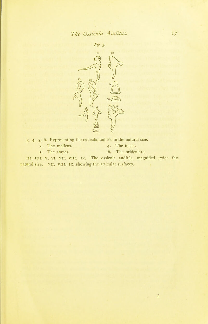 III nil 3, 4, 5, 6. Representing the ossicula auditils in the natural size. 3. The malleus. 4. The incus. 5. The stapes. 6. The orbiculare. III. nil. V. VI. VII. VIII. IX. The ossicula auditus, magnified twice the natural size. VII. viii. IX. showing the articular surfaces.