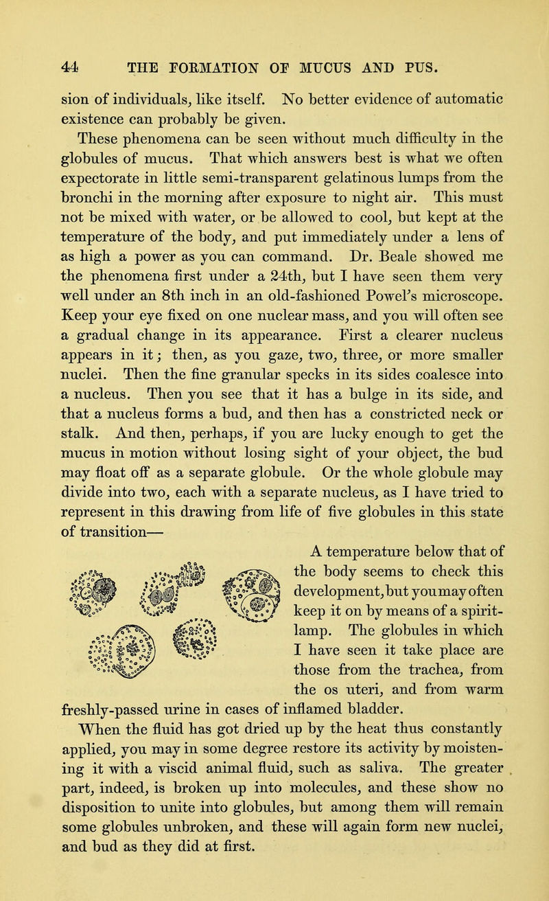 sion of individuals^ like itself. No better evidence of automatic existence can probably be given. These phenomena can be seen without much difficulty in the globules of mucus. That which answers best is what we often expectorate in little semi-transparent gelatinous lumps from the bronchi in the morning after exposure to night air. This must not be mixed with water,, or be allowed to cool^ but kept at the temperature of the body, and put immediately under a lens of as high a power as you can command. Dr. Beale showed me the phenomena first under a 24th, but I have seen them very well under an 8th inch in an old-fashioned PoweFs microscope. Keep your eye fixed on one nuclear mass, and you will often see a gradual change in its appearance. First a clearer nucleus appears in it; then, as you gaze, two, three, or more smaller nuclei. Then the fine granular specks in its sides coalesce into a nucleus. Then you see that it has a bulge in its side, and that a nucleus forms a bud, and then has a constricted neck or stalk. And then, perhaps, if you are lucky enough to get the mucus in motion without losing sight of your object, the bud may float off as a separate globule. Or the whole globule may divide into two, each with a separate nucleus, as I have tried to represent in this drawing from life of five globules in this state of transition— A temperature below that of the body seems to check this development, but you may often keep it on by means of a spirit- lamp. The globules in which I have seen it take place are those from the trachea, from the OS uteri, and from warm freshly-passed urine in cases of inflamed bladder. When the fluid has got dried up by the heat thus constantly applied, you may in some degree restore its activity by moisten- ing it with a viscid animal fluid, such as saliva. The greater part, indeed, is broken up into molecules, and these show no disposition to unite into globules, but among them will remain some globules unbroken, and these will again form new nuclei, and bud as they did at first.