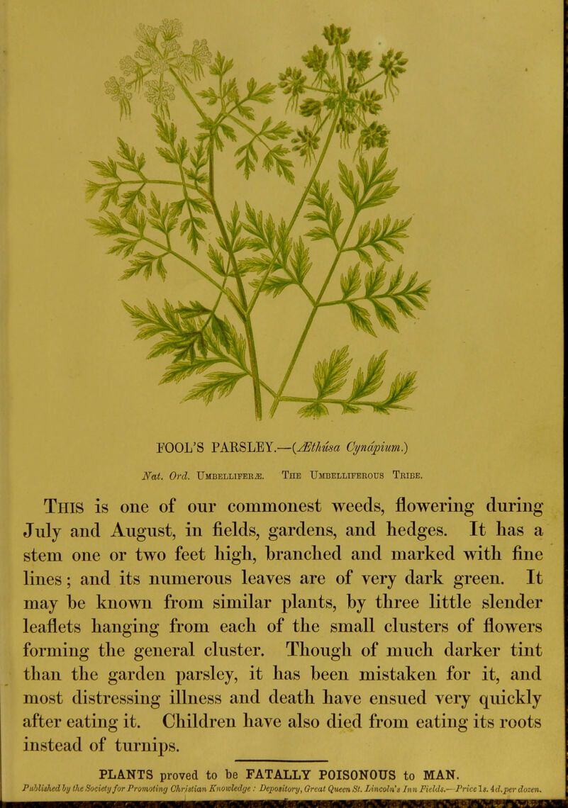 FOOL'S PARSLEY.—(JSthusa Cyndpium.) Nat. Ord. Umbelliferje. The Umbelliferous Tribe. This is one of our commonest weeds, flowering during July and August, in fields, gardens, and hedges. It has a stem one or two feet high, branched and marked with fine lines; and its numerous leaves are of very dark green. It may be known from similar plants, by three little slender leaflets hanging from each of the small clusters of flowers forming the general cluster. Though of much darker tint than the garden parsley, it has been mistaken for it, and most distressing illness and death have ensued very quickly after eating it. Children have also died from eating its roots instead of turnips. PLANTS proved to be FATALLY POISONOUS to MAN.