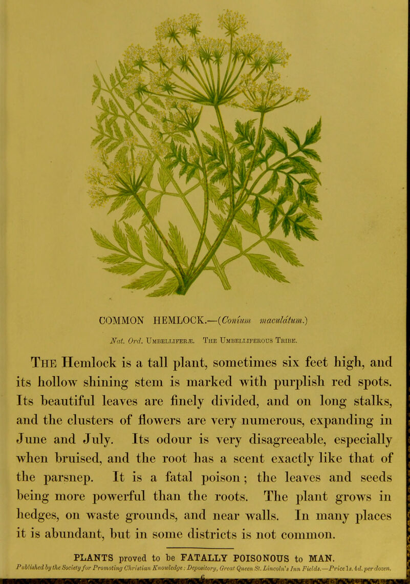 COMMON HEMLOCK.—(Comum maculdtum.) Nat. Orel. Umbellifer^e. The Umbelliferous Tribe. The Hemlock is a tall plant, sometimes six feet high, and its hollow shining stem is marked with purplish red spots. Its beautiful leaves are finely divided, and on long stalks, and the clusters of flowers are very numerous, expanding in June and July. Its odour is very disagreeable, especially when bruised, and the root has a scent exactly like that of the parsnep. It is a fatal poison; the leaves and seeds being more powerful than the roots. The plant grows in hedges, on waste grounds, and near walls. In many places it is abundant, but in some districts is not common. PLANTS proved to be FATALLY POISONOUS to MAN.