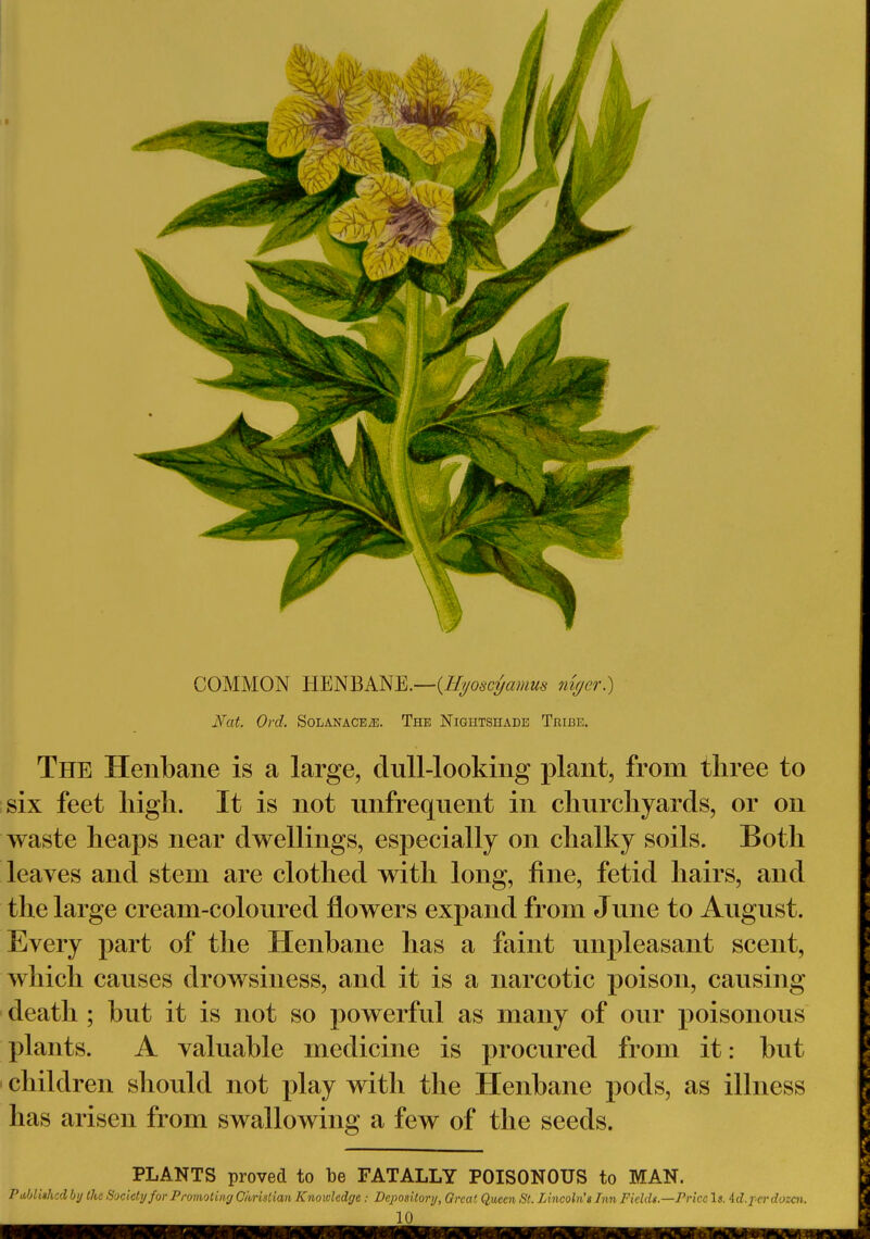 COMMON HENBANE.—{Hyoscyamus niger.) Nat. Ord. Solanace2e. The Nightshade Tribe. The Henbane is a large, dull-looking plant, from three to six feet high. It is not unfrequent in churchyards, or on waste heaps near dwellings, especially on chalky soils. Both leaves and stem are clothed with long, fine, fetid hairs, and the large cream-coloured flowers expand from June to August. Every part of the Henbane has a faint unpleasant scent, which causes drowsiness, and it is a narcotic poison, causing death ; but it is not so powerful as many of our poisonous plants. A valuable medicine is procured from it: but children should not play with the Henbane pods, as illness has arisen from swallowing a few of the seeds. PLANTS proved to be FATALLY POISONOUS to MAN. P ubliihcd by the Society for Promoting Christian Knowledge: Depository, Qrcat Queen St. Lincoln's Inn Fields.—Price Is. Ad.per dozen. 10