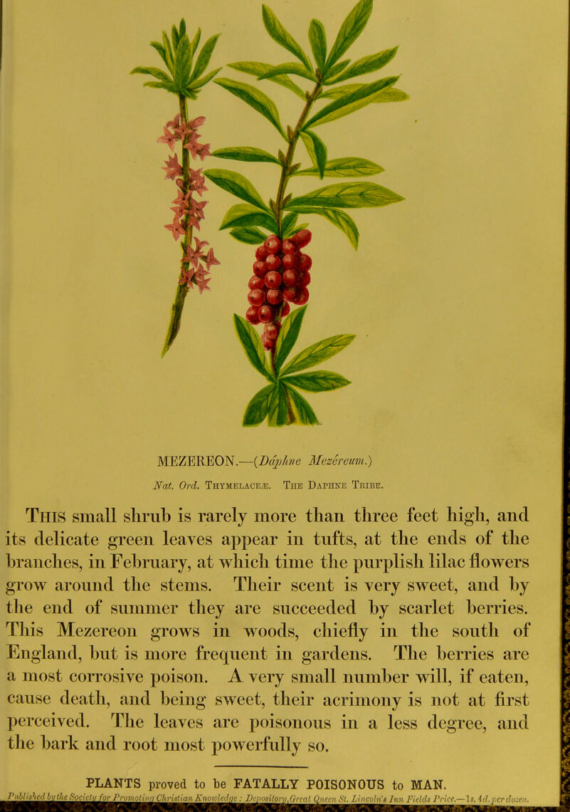 MEZEREON.—(Dap/me Mezcreum.) Nat. Ord. Thymelacete. The Daphne Tribe. This small shrub is rarely more than three feet high, and its delicate green leaves appear in tufts, at the ends of the branches, in February, at which time the purplish lilac flowers grow around the stems. Their scent is very sweet, and by the end of summer they are succeeded by scarlet berries. This Mezereon grows in woods, chiefly in the south of England, but is more frequent in gardens. The berries are a most corrosive poison. A very small number will, if eaten, cause death, and being sweet, their acrimony is not at first perceived. The leaves are poisonous in a less degree, and the bark and root most powerfully so. PLANTS proved to be FATALLY POISONOUS to MAN.