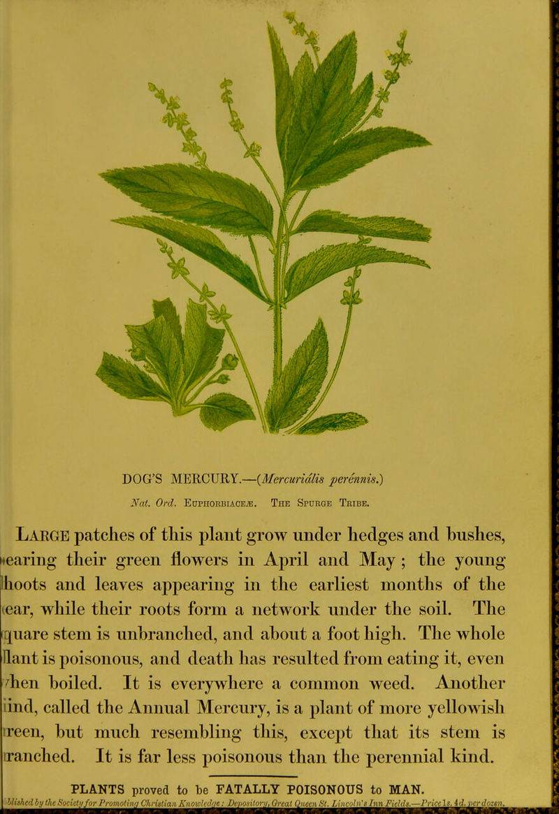 DOG'S MERCURY.—(Mercuridlis perennis.) Nat. Ord. Euphorbiace.®. The Spurge Tribe. Large patches of this plant grow under hedges and bushes, wearing their green flowers in April and May ; the young 1 hoots and leaves appearing in the earliest months of the tear, while their roots form a network under the soil. The quare stem is unbranched, and about a foot high. The whole llant is poisonous, and death has resulted from eating it, even dien boiled. It is everywhere a common weed. Another iind, called the Annual Mercury, is a plant of more yellowish ireen, but much resembling this, except that its stem is iranched. It is far less poisonous than the perennial kind. PLANTS proved to be FATALLY POISONOUS to MAN.