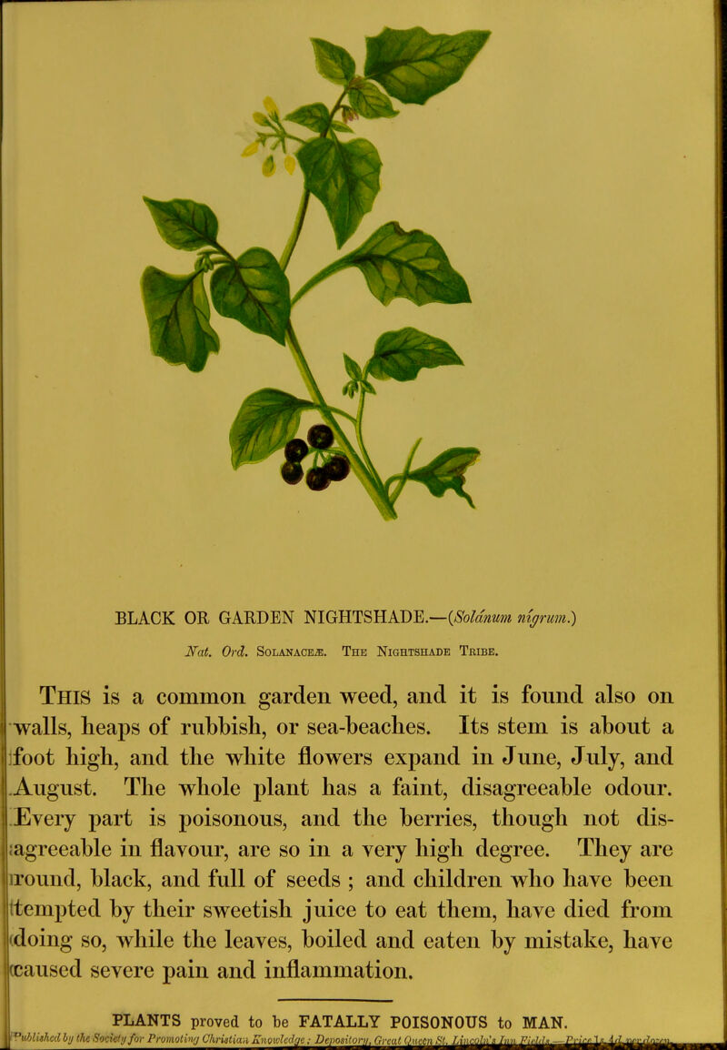 BLACK OR GARDEN NIGHTSHADE.—(Soldnum nigrum.) Nat. Ord. SoLANACEiE. The Nightshade Tribe. This is a common garden weed, and it is found also on walls, heaps of rubbish, or sea-beaches. Its stem is about a foot high, and the white flowers expand in June, July, and August. The whole plant has a faint, disagreeable odour. Every part is poisonous, and the berries, though not dis- agreeable in flavour, are so in a very high degree. They are iroimd, black, and full of seeds ; and children who have been ttempted by their sweetish juice to eat them, have died from (doing so, while the leaves, boiled and eaten by mistake, have kcaused severe pain and inflammation. PLANTS proved to be FATALLY POISONOUS to MAN. Published by the Society for Promoting Christian Knowledge; Dej)osilor]h Great (jM&LSLJJlUXdiLiJi^