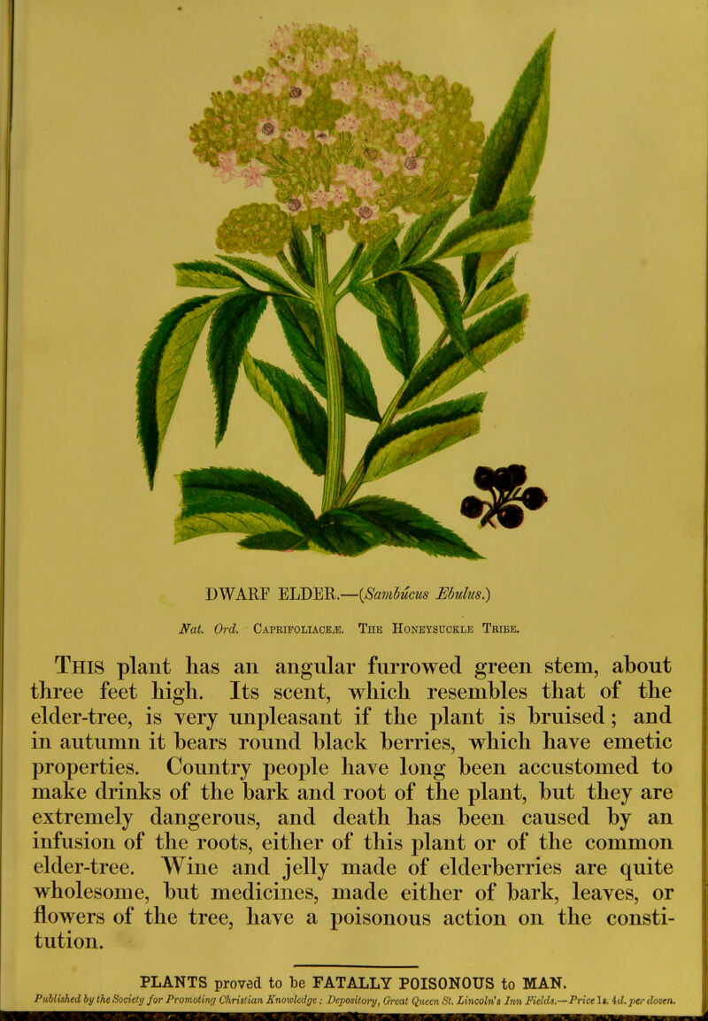 DWARF ELDER.—{Sambucus Ebulus.) Nat. Ord. Caprifoliace2e. The Honeysuckle Tribe. This plant has an angular furrowed green stem, about three feet high. Its scent, which resembles that of the elder-tree, is very unpleasant if the plant is bruised; and in autumn it bears round black berries, which have emetic properties. Country people have long been accustomed to make drinks of the bark and root of the plant, but they are extremely dangerous, and death has been caused by an infusion of the roots, either of this plant or of the common elder-tree. Wine and jelly made of elderberries are quite wholesome, but medicines, made either of bark, leaves, or flowers of the tree, have a poisonous action on the consti- tution. PLANTS proved to be FATALLY POISONOUS to MAN.