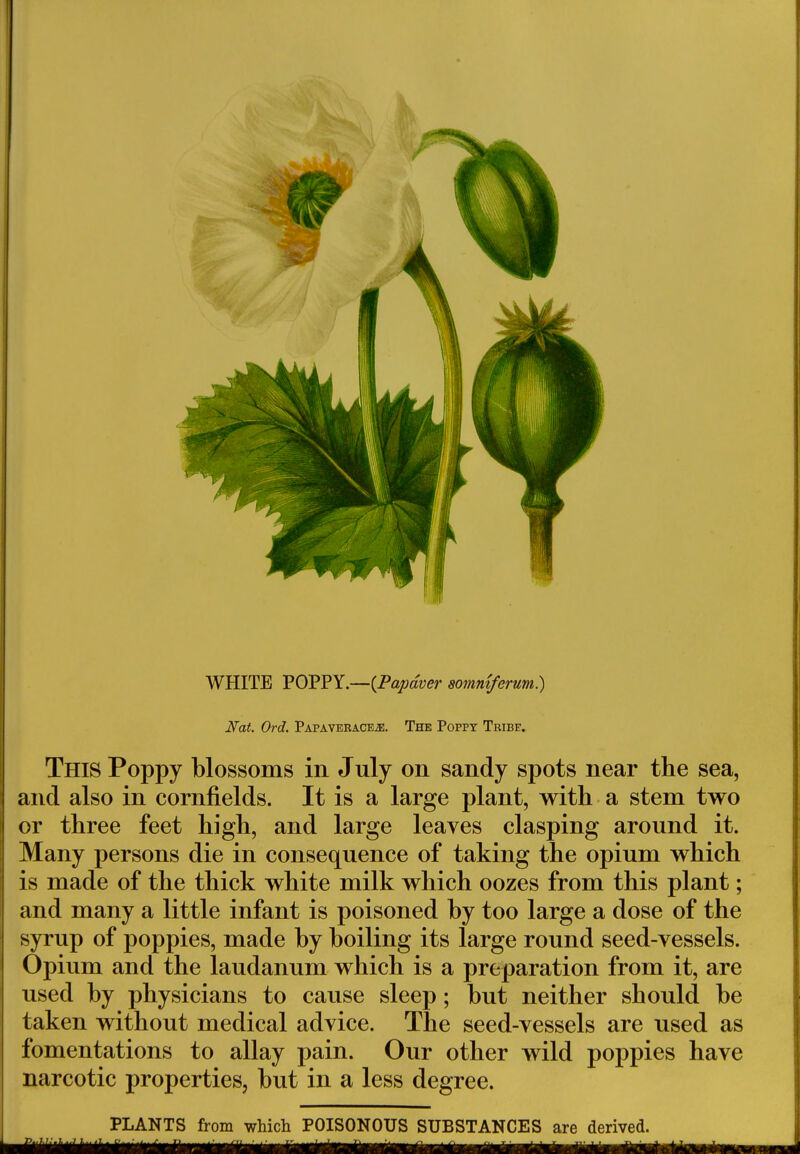 WHITE POPPY.—(Papdver somniferum.) Nat. Ord. Papaveraceje. The Poppy Tribe. This Poppy blossoms in July on sandy spots near the sea, and also in cornfields. It is a large plant, with a stem two or three feet high, and large leaves clasping around it. Many persons die in consequence of taking the opium which is made of the thick white milk which oozes from this plant; and many a little infant is poisoned by too large a dose of the syrup of poppies, made by boiling its large round seed-vessels. Opium and the laudanum which is a preparation from it, are used by physicians to cause sleep; but neither should be taken without medical advice. The seed-vessels are used as fomentations to allay pain. Our other wild poppies have narcotic properties, but in a less degree.