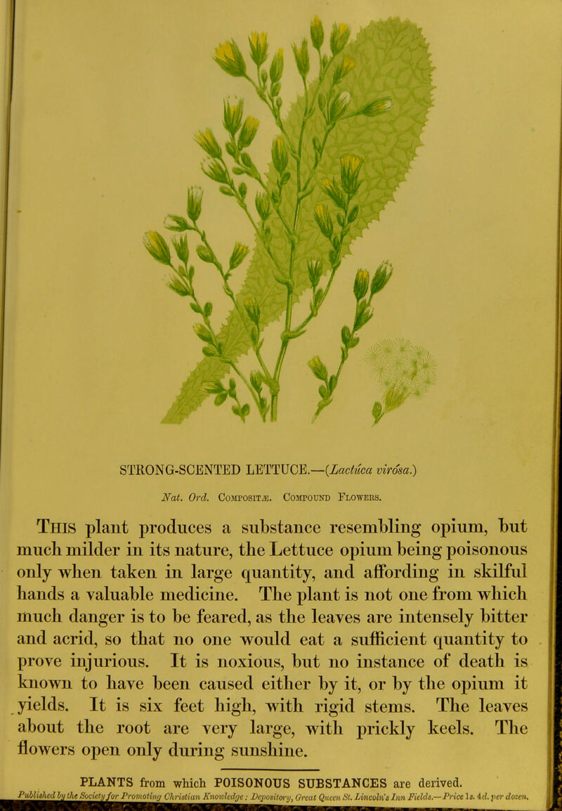 STRONG-SCENTED LETTUCE.—(Lactuca virdsa.) Nat. Ord. Composite. Compound Flowers. This plant produces a substance resembling opium, but much milder in its nature, the Lettuce opium being poisonous only when taken in large quantity, and affording in skilful hands a valuable medicine. The plant is not one from which much danger is to be feared, as the leaves are intensely bitter and acrid, so that no one would eat a sufficient quantity to prove injurious. It is noxious, but no instance of death is known to have been caused either by it, or by the opium it yields. It is six feet high, with rigid stems. The leaves about the root are very large, with prickly keels. The flowers open only during sunshine. PLANTS from which POISONOUS SUBSTANCES are derived.