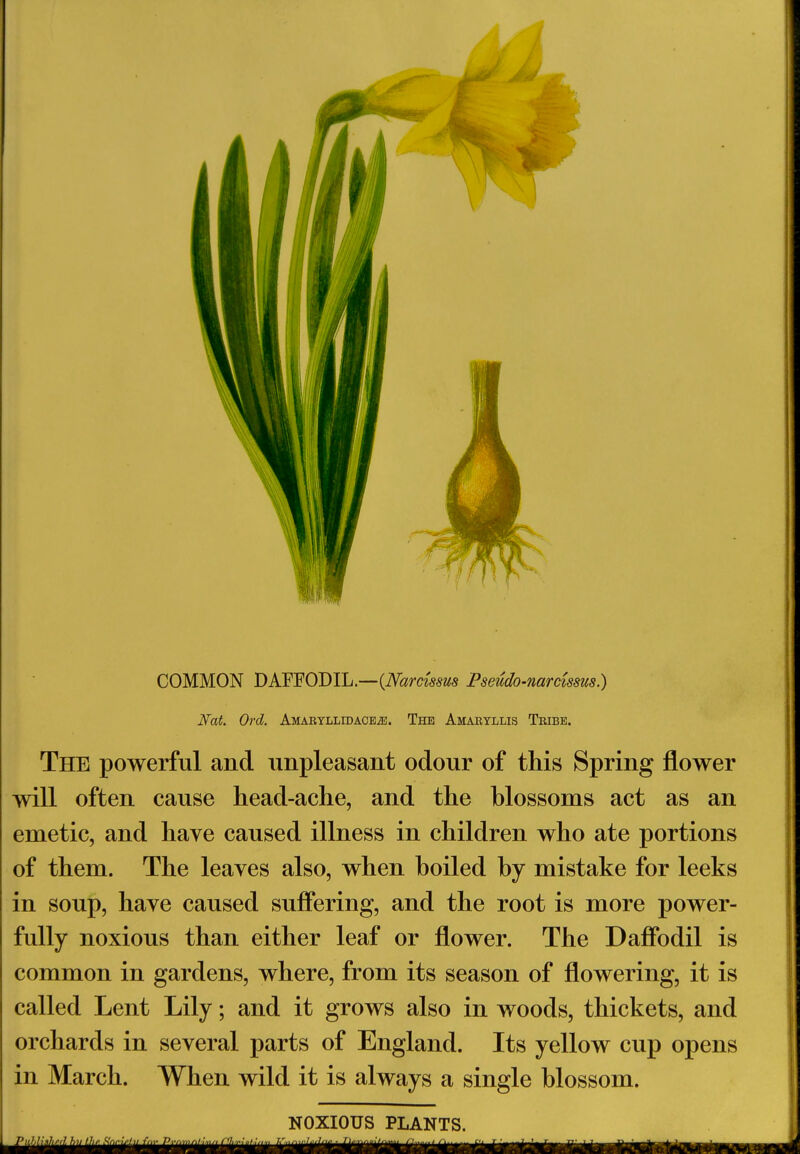 COMMON DAFFODIL.—{Narcissus Pseudo-narcissus.) Nat. Ord. AMARYLLiDAOEiE. The Amaryllis Tribe. The powerful and unpleasant odour of this Spring flower will often cause head-ache, and the blossoms act as an emetic, and have caused illness in children who ate portions of them. The leaves also, when boiled by mistake for leeks in soup, have caused suffering, and the root is more power- fully noxious than either leaf or flower. The Daffodil is common in gardens, where, from its season of flowering, it is called Lent Lily; and it grows also in woods, thickets, and orchards in several parts of England. Its yellow cup opens in March. When wild it is always a single blossom.