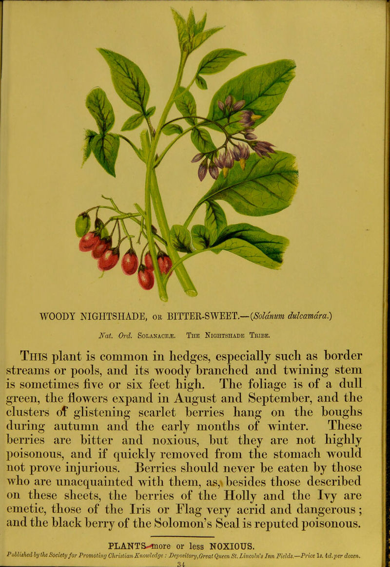 AJ WOODY NIGHTSHADE, or BITTER-SWEET.—{Solatium dulcamara) Nat. Ord. SolanacejE. The Nightshade Tbibe. This plant is common in hedges, especially such as border streams or pools, and its woody branched and twining stem is sometimes five or six feet high. The foliage is of a dull green, the flowers expand in August and September, and the clusters of glistening scarlet berries hang on the boughs during autumn and the early months of winter. These berries are bitter and noxious, but they are not highly poisonous, and if quickly removed from the stomach would not prove injurious. Berries should never be eaten by those who are unacquainted with them, as,> besides those described on these sheets, the berries of the Holly and the Ivy are emetic, those of the Iris or Flag very acrid and dangerous; and the black berry of the Solomon's Seal is reputed poisonous. PLANTS^more or less NOXIOUS.