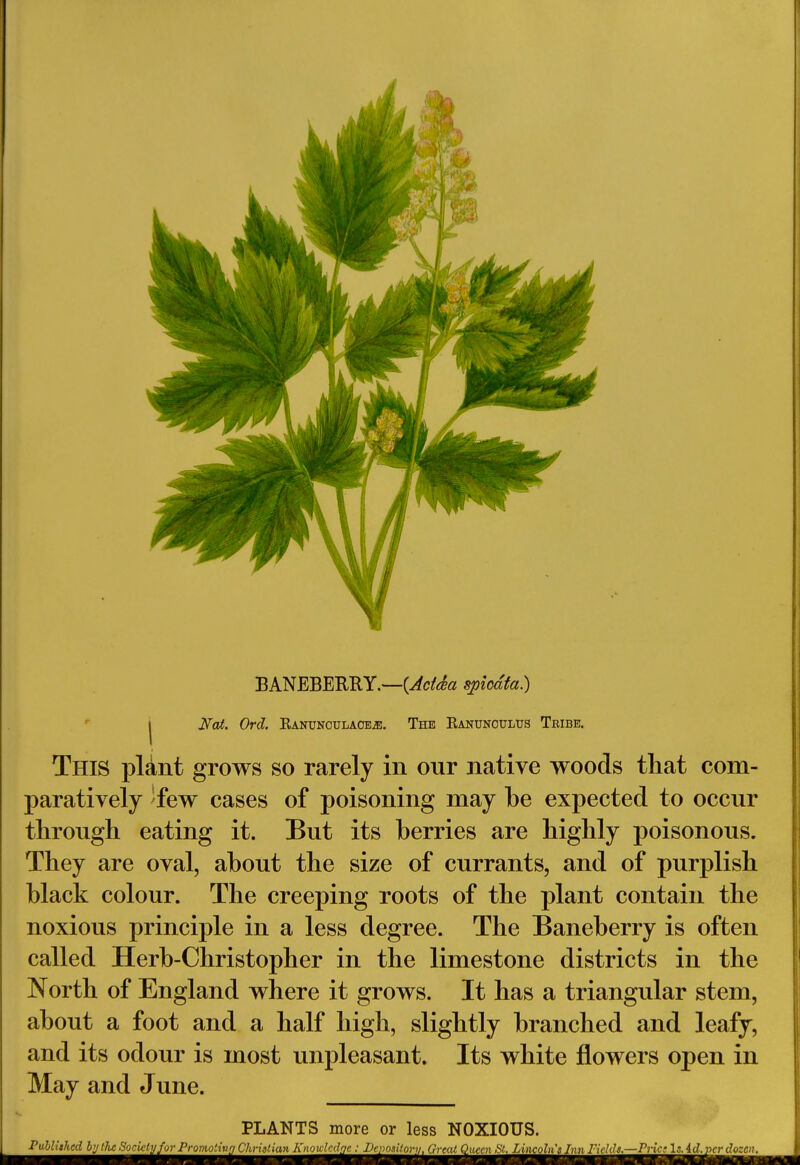 BANEBERRY.—{Adda spicdta) | Nat. Ord. Kanunoulaoe2e. The Eanunoulus Teibe. This plant grows so rarely in our native woods that com- paratively 'few cases of poisoning may be expected to occur through eating it. But its berries are highly poisonous. They are oval, about the size of currants, and of purplish black colour. The creeping roots of the plant contain the noxious principle in a less degree. The Baneberry is often called Herb-Christopher in the limestone districts in the North of England where it grows. It has a triangular stem, about a foot and a half high, slightly branched and leafy, and its odour is most unpleasant. Its white flowers open in May and June. PLANTS more or less NOXIOUS.