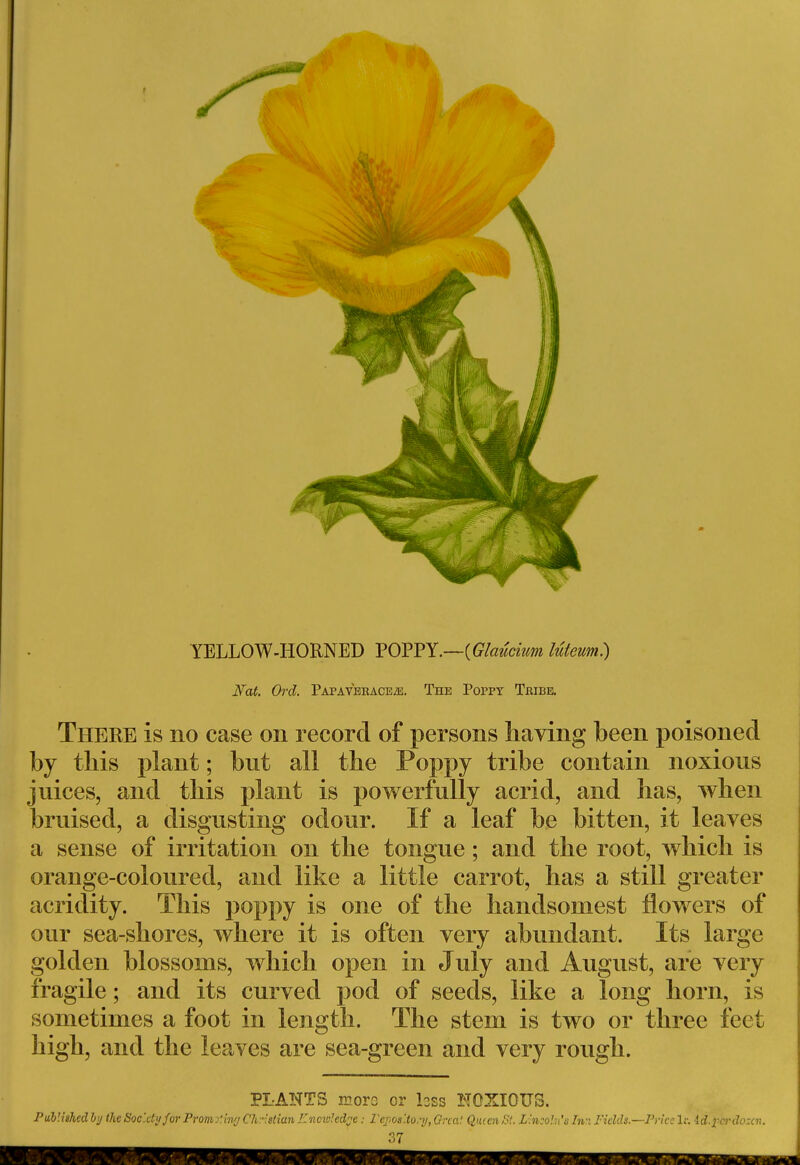 YELLOW-HORNED POPPY.—(Glauchm luteum.) Nat. Ord. Papaverace>e. The Poppy Tbibe. There is no case on record of persons having been poisoned by this plant; but all the Poppy tribe contain noxious juices, and this plant is powerfully acrid, and has, when bruised, a disgusting odour. If a leaf be bitten, it leaves a sense of irritation on the tongue; and the root, which is orange-coloured, and like a little carrot, has a still greater acridity. This poppy is one of the handsomest flowers of our sea-shores, where it is often very abundant. Its large golden blossoms, which open in July and August, are very fragile; and its curved pod of seeds, like a long horn, is sometimes a foot in length. The stem is two or three feet high, and the leaves are sea-green and very rough. PLANTS moro or bss NOXIOUS.