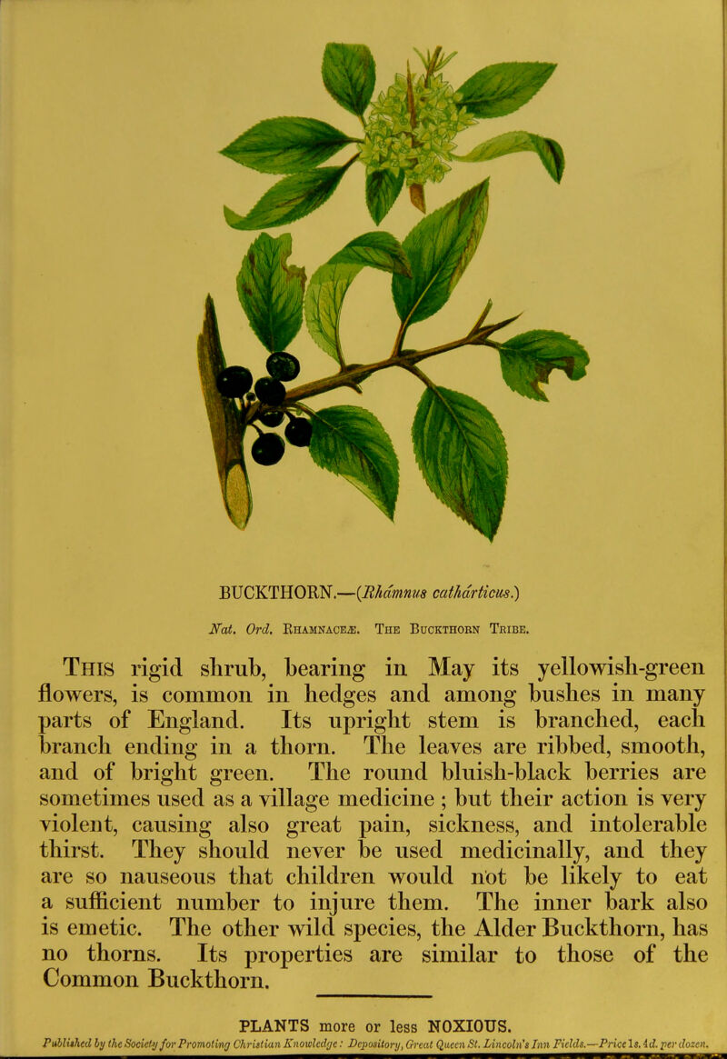 BUCKTHORN.—(Mdmnus cat/idrticus.) Nat. Ord. Rhamnace2e. The Buckthorn Tribe. This rigid shrub, bearing in May its yellowish-green flowers, is common in hedges and among bushes in many parts of England. Its upright stem is branched, each branch ending in a thorn. The leaves are ribbed, smooth, and of bright green. The round bluish-black berries are sometimes used as a village medicine ; but their action is very violent, causing also great pain, sickness, and intolerable thirst. They should never be used medicinally, and they are so nauseous that children would not be likely to eat a sufficient number to injure them. The inner bark also is emetic. The other wild species, the Alder Buckthorn, has no thorns. Its properties are similar to those of the Common Buckthorn. PLANTS more or less NOXIOUS.