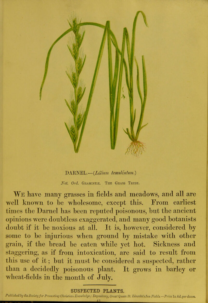 DARNEL.—{Ldlium temuUntum) Nat. Ord. Graminete. The Grass Tribe. We have many grasses in fields and meadows, and all are well known to be wholesome, except this. From earliest times the Darnel has been reputed poisonous, but the ancient opinions were doubtless exaggerated, and many good botanists doubt if it be noxious at all. It is, however, considered by some to be injurious when ground by mistake with other grain, if the bread be eaten while yet hot. Sickness and staggering, as if from intoxication, are said to result from this use of it; but it must be considered a suspected, rather than a decidedly poisonous plant. It grows in barley or wheat-fields in the month of July. SUSPECTED PLANTS.