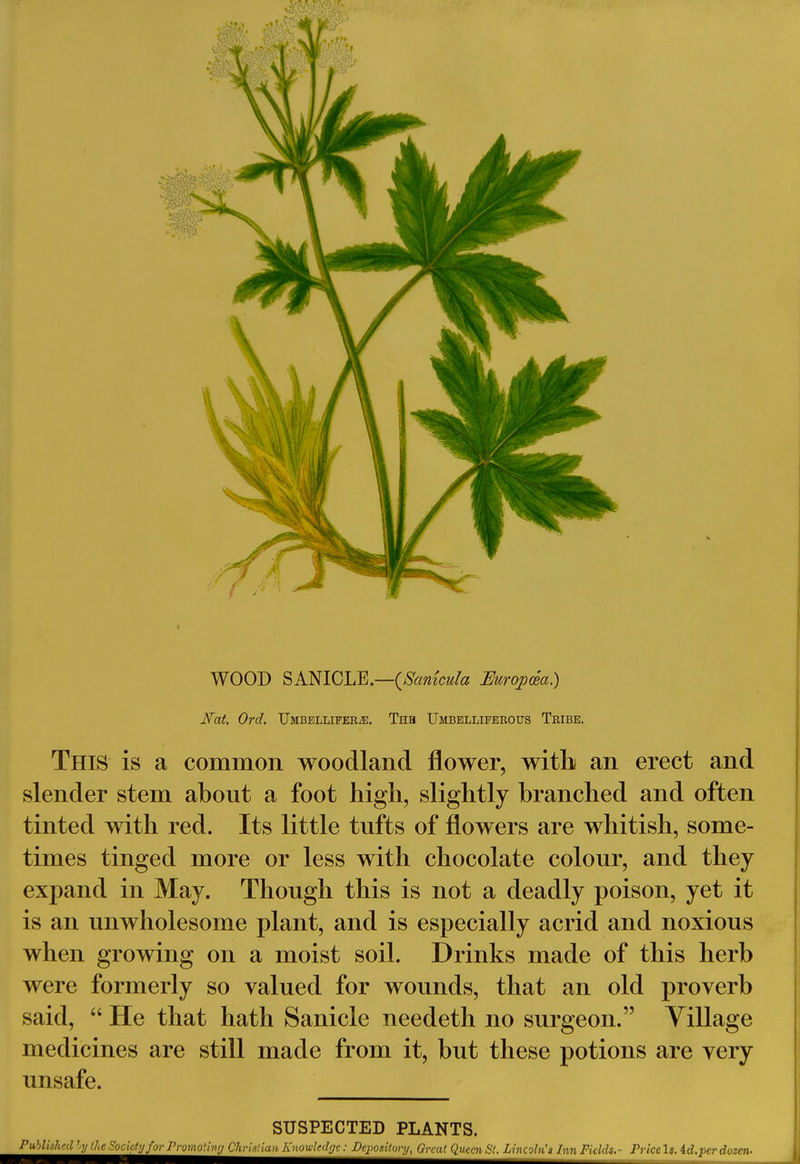 WOOD SANICLE.—(Sanicula Europcea) Nat. Ord. Umbellifera The Umbelliferous Tribe. This is a common woodland flower, with an erect and slender stem about a foot high, slightly branched and often tinted with red. Its little tufts of flowers are whitish, some- times tinged more or less with chocolate colour, and they expand in May. Though this is not a deadly poison, yet it is an unwholesome plant, and is especially acrid and noxious when growing on a moist soil. Drinks made of this herb were formerly so valued for wounds, that an old proverb said,  He that hath Sanicle needeth no surgeon. Village medicines are still made from it, but these potions are very unsafe. SUSPECTED PLANTS. Published 7>y the Society for Promoting Christian Knowledge: Depository, Great Queen St. Lincoln's Inn Fields.- Price Is. id. per dozen.