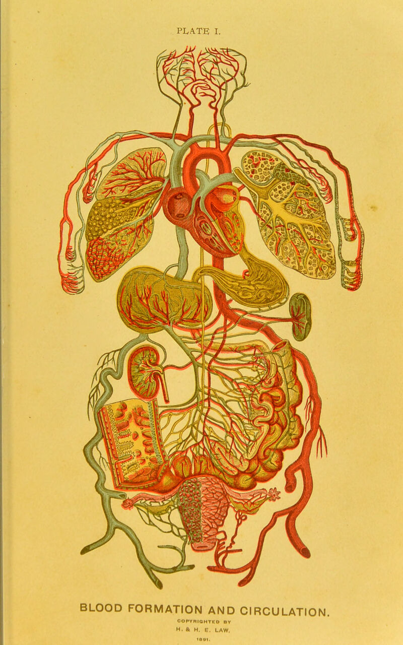 BLOOD FORMATION AND CIRCULATION. OOPYRIOHTCO BY H- ft H. E. LAW. leat.