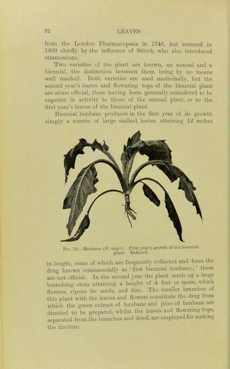 from the London Pharmacopoeia in 1746, but restored in 1809 chiefly by the influence of Storck, who also introduced stramonium. Two varieties of the plant are known, an annual and a biennial, the distinction between them being by no means well marked. Both varieties are used medicinally, but the second year's leaves and flowering tops of the biennial plant are alone official, these having been generally considered to be superior in activity to those of the annual plant, or to the first year's leaves of the biennial plant. Biennial henbane produces in the first year of its growth simply a rosette of large stalked leaves attaining 12 inches Fio. 19.—Henbane (H. nigcr). First year's growth of the biennial plant. Reduced. in length, some of which are frequently collected and form the di-ug known commercially as ' first biennial henbane;' these are not official. In the second year the plant sends up a large branching stem attaining a height of 4 feet or more, which flowers, ripens its seeds, and dies. The smaller branches of this plant with the leaves and flowers constitute the drug from which the green extract of henbane and juice of henbane are directed to be prepared, whilst the leaves and flowenng tops, separated from the branches and dried, are employed for makmg the tincture.