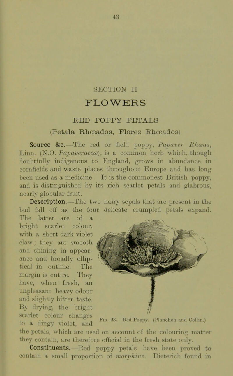 r.i SECTION TI FLOWKRS RED POPPY PETALS (Petala Rhceados, Plores Rhoeados) Source &c.—The red or field poppy, Papaver lihuias. Linn. (S.O. Pajjaveracece), is a common herb which, though doubtfully indigenous to England, grows in abundance in cornfields and waste places throughout Europe and has long been used as a medicine. It is the commonest British poppy, and is distinguished by its rich scarlet petals and glabrous, nearly globular fruit. Description.—The two hairy sepals that are present in the bud fall off as the four delicate crumpled petals expand. The latter are of a bright scarlet colour, with a short dark violet claw; they are smooth and shining in appear- ance and broadly ellip- tical in outline. The margin is entire. They have, when fresh, an unpleasant heavy odour and slightly bitter taste. By drying, the bright scarlet colour changes to a dingy violet, and the petals, which are used on uccount of the colouring matter they contain, urc therefore official in the fresh state only. Constituents.—lied poppy petals have been proved to contain a small proportion of morphine. IJieterich found in Fi«i. '2H.—lied Poppy. (I'lanchon and Collin.)