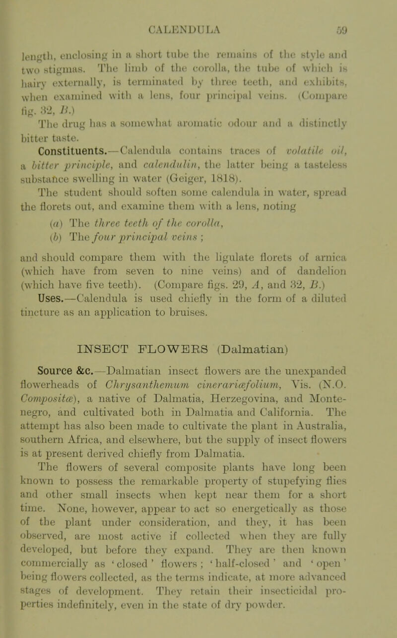 lon},'tli, enclosing' in a short tube the remains fjf the style and two stigmas. 'JMie limb of the corolla, the tube of which is hairy externally, is terminated by three teeth, and exhibits, when examined with a lens, four jjrincipal veins. (Compare rtg. M-i, vy.) The drug has a soniew li ii numatic od(jur and a distinctly bitter taste. Constituents.—Calendula contains traces of volatile oil, a hitter principle, and calendultn, the latter being a tasteless substance sweUing in water (Geiger, 1818). The student should soften some calendula in water, spread the florets out, and examine them with a lens, noting {iO The three teeth of the corolla, (b) The four principal veins ; and should compare them with the ligulate florets of arnica (which have from seven to nine veins) and of dandelion (which have five teeth). (Compare figs. 29, A, and 8*2, B.) Uses.—Calendula is used chiefly in the form of a diluted tincture as an application to bruises. INSECT FLOWERS (Dalmatian) Source &c.—Dahnatian insect flowers are the unexpanded flowerheads of Chrysanthemum cinerariatfolium, Vis. (N.O. Comjwsitce), a native of Dahiiatia, Herzegovina, and Monte- negro, and cultivated both in Dalmatia and California. The attempt has also been made to cultivate the plant in Australia, southern Africa, and elsewhere, but the supply of insect flowers is at present derived chiefly from Dalmatia. The flowers of several composite plants have long been known to possess the remarkable property of stupefying flies and other small insects when kept near them for a short time. None, however, appear to act so energetically as those of the plant under consideration, and they, it has been observed, are most active if collected when they are fully developed, but before they expand. They are then known commercially as 'closed' flowers; 'half-closed' and 'open' being flowers collected, as the terms indicate, at more advanced stages of development. They retain their insecticidal pro- perties indefinitely, even in the state of dry powder.