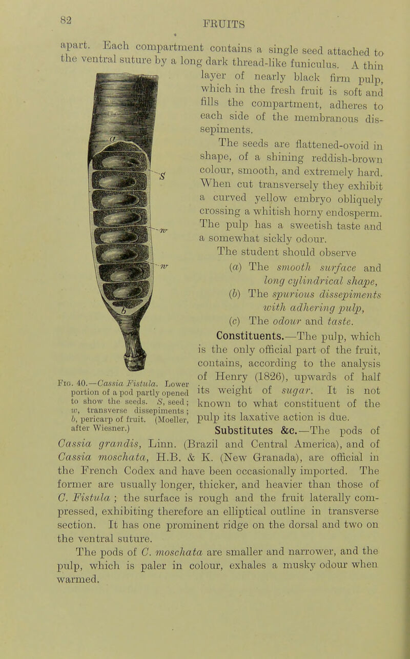 apart. Each compartment contains a single seed attached to the ventral suture by a long dark thread-like funiculus. A thin layer of nearly black firm pulp, which in the fresh fruit is soft and fills the compartment, adheres to each side of the membranous dis- sepiments. The seeds are flattened-ovoid in shape, of a shining reddish-broMn colour, smooth, and extremely hard. When cut transversely they exhibit a curved yellov^ embryo obliquely crossing a whitish horny endosperm. The pulp has a sweetish taste and a somewhat sickly odour. The student should observe (a) The smooth surface and long cylindrical shape, {b) The spurious dissepiments with adhering 2)ulp, (c) The odour and taste. Constituents.—The pulp, which is the only official part of the fruit, contains, according to the analysis of Henry (1826), upwards of half its weight of sugar. It is not known to what constituent of the pulp its laxative action is due. Substitutes &c.—The pods of Cassia grandis, Linn. (Brazil and Central America), and of Cassia moschata, H.B. & K. (New Granada), are official in the French Codex and have been occasionally imported. The former are usuall}^ longer, thicker, and heavier than those of C. Fistula ; the surface is rough and the fruit laterall}^ com- pressed, exhibiting therefore an elliptical outline in transverse section. It has one prominent ridge on the dorsal and two on the ventral suture. The pods of C. moschata are smaller and narrower, and the pulp, which is paler in colour, exhales a musky odour when warmed. Fig. 40.—Cassia FisHila. Lower portion of a pod partly opened to show the seeds. .S', seed; ?/;, transverse dissepiments ; b, pericarp of fruit. (Moeller, after Wiesner.)