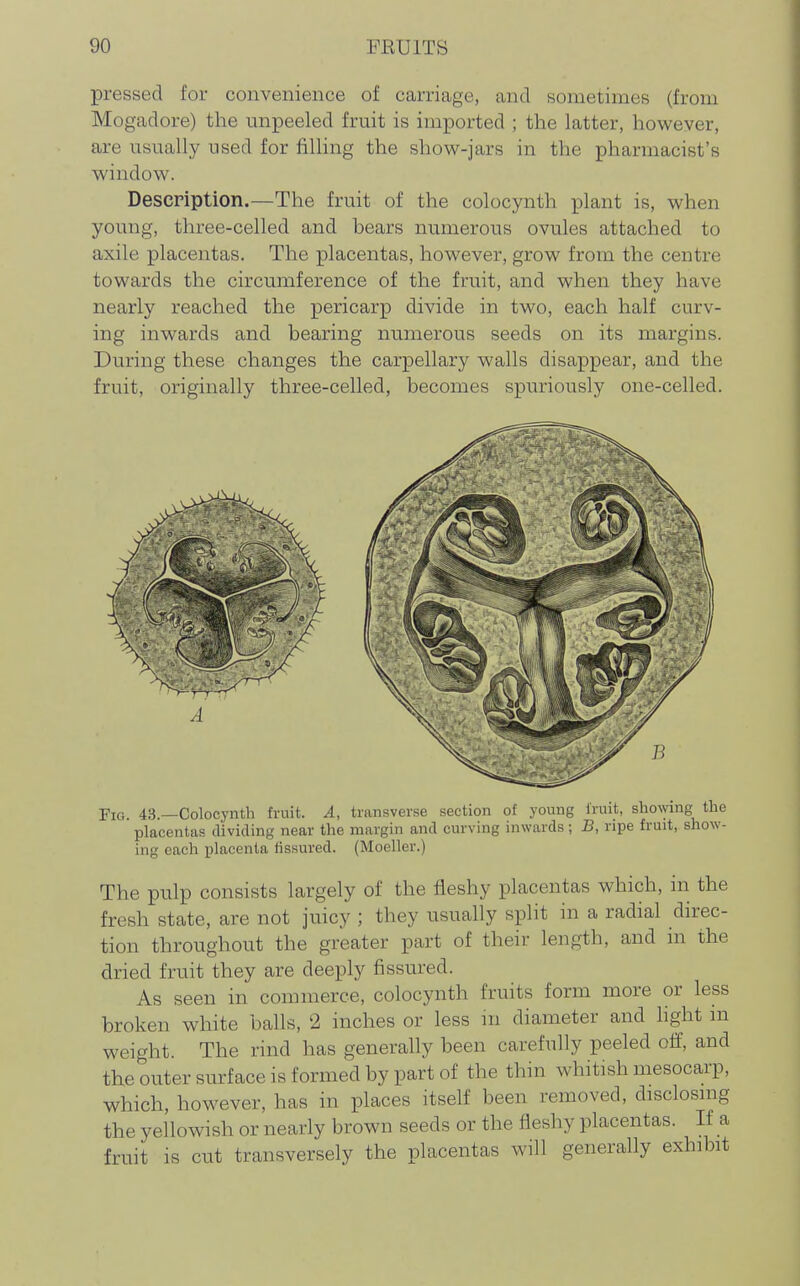 pressed for convenience of carriage, and sometimes (from Mogadore) the unpeeled fruit is imported ; the latter, however, are usually used for filling the show-jars in the pharmacist's window. Description.—The fruit of the colocynth plant is, when young, three-celled and bears numerous ovules attached to axile placentas. The placentas, however, grow from the centre towards the circumference of the fruit, and when they have nearly reached the pericarp divide in two, each half curv- ing inwards and bearing numerous seeds on its margins. During these changes the carpellary walls disappear, and the fruit, originally three-celled, becomes spuriously one-celled. Fig. 43.—Colocynth fruit. A, transverse section of young fruit, showing the placentas dividing near the margin and curving inwards; B, ripe fruit, show- ing each placenta fissured. (Moeller.) The pulp consists largely of the fleshy placentas which, in the fresh state, are not juicy ; they usually split in a radial direc- tion throughout the greater part of their length, and in the dried fruit they are deeply fissured. As seen in commerce, colocynth fruits form more or less broken white balls, 2 inches or less m diameter and hght an weight. The rind has generally been carefully peeled olf, and the outer surface is formed by part of the thm whitish mesocarp, which, however, has in places itself been removed, disclosing the yellowish or nearly brown seeds or the fleshy placentas. If a fruit is cut transversely the placentas will generally exhibit