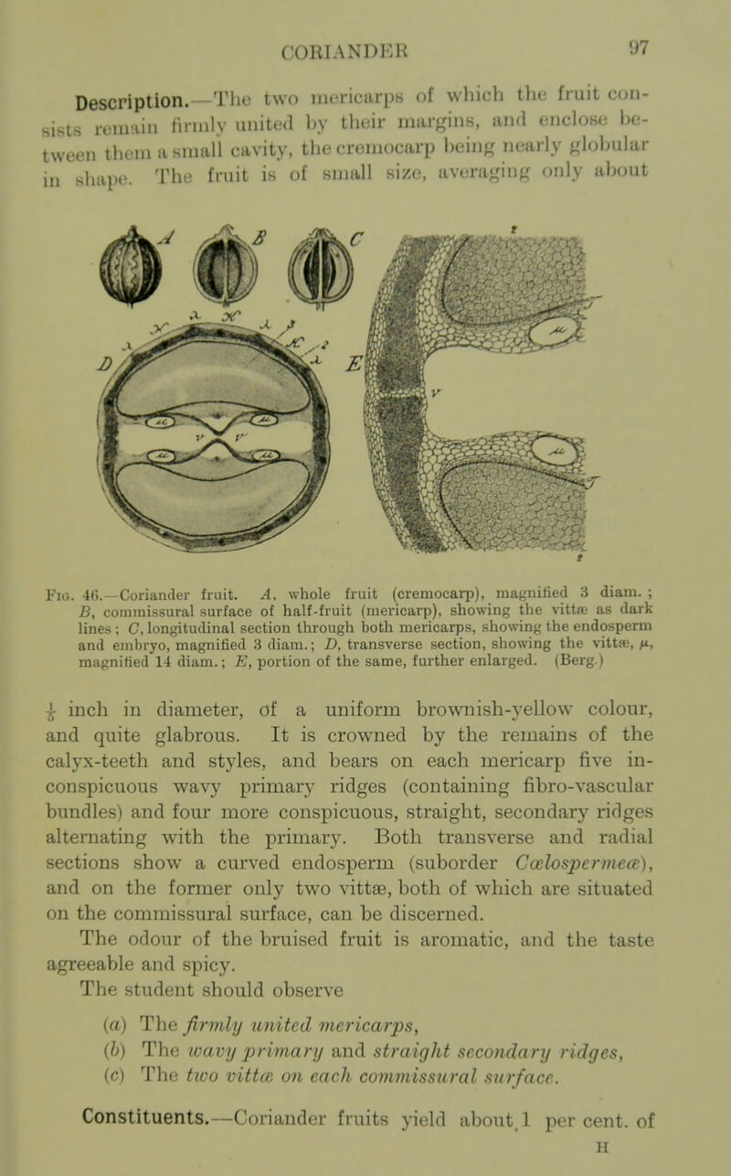 CORIANDKH Description.—The two mericarpK of whicli the fruit con- sists remain Hrnily united by their margins, and enclose be- tween them a small cavity, tlie cremocarp being nearly globular in shai)e. The fruit is of small size, averaging only about Fig. 4(5. —Coriander fruit. A, whole fruit (cremocarp), magnified 3 diam. ; B, commissural surface of half-fruit (mericai-p), showing the vitta- as dark lines ; C. longitudinal section through t)oth mericarps, showing the endosperm and embryo, magnified 3 diam.; D, transverse section, showing the vittte, n, raagnitied 14 diam.; E, portion of the same, further enlarged. (Berg.) i inch in diameter, of a uniform brownish-yeIlo%v colour, and quite glabrous. It is crowned by the remains of the calyx-teeth and styles, and bears on each mericarp five in- conspicuous wa,Yy primary ridges (containing fibro-vascular bundles) and four more conspicuous, straight, secondary ridges alternating with the primary. Both transverse and radial sections show a curved endosperm (suborder Coelospennece), and on the former only two vittse, both of which are situated on the commissural surface, can be discerned. The odour of the bruised fruit is aromatic, and the taste agreeable and spicy. The student should observe (a) The firmly united mericarps, (6) The loavy primary and straight secondary ridges, (c) The two vittcB on each commissitral surface. Constituents.—Coriander fruits yield about,! per cent, of H