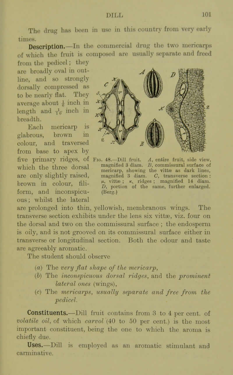 The drug has been in use; in this country from very early times. Description.—In the cojnmercial drug the two mericaq^s of which the fruit is composed are usually separatt; and freed from the pedicel; they are broadly oval in out- line, and so strongly dorsally compressed as to be nearly fiat. They average about ^ inch in length and breadth. Each mericarp is glabrous, brown in colour, and traversed from base to apex by five primary ridges, of Fig. 48.—Dill fruit. A, entire fruit, side view, which the three dorsal are only slightly raised, brown in colour, fili- form, and inconspicu- ous ; whilst the lateral are prolonged into thin, yellowish, membranous wings. The transverse section exhibits under the lens six vittae, viz. four on the dorsal and two on the commissural surface ; the endosperm is oily, and is not grooved on its commissural sm-face either in transverse or longitudinal section. Both the odour and taste are agreeably aromatic. The student should observe (a) The very flat shape of the mericarp, (h) The inconspicuous dorsal ridges, and the prominent lateral ones (wings), (c) The mericarps, usnally separate and free from the pedicel. Constituents.—Dill fruit contains from 3 to -i per cent, of volatile oil, of which carvol (40 to 50 per cent.) is the most important constituent, being the one to which the aroma is chiefly due. Uses.—]Jill is employed as an aromatic stimulant and carminative. magnified 3 diam. B, commissural surface of mericarp, showing the vittae as dark lines, magnified .3 diam. C, transverse section : M, vittae ; k, ridges ; magnified 14 diam. D, portion of the same, further enlarged. (Berg.)