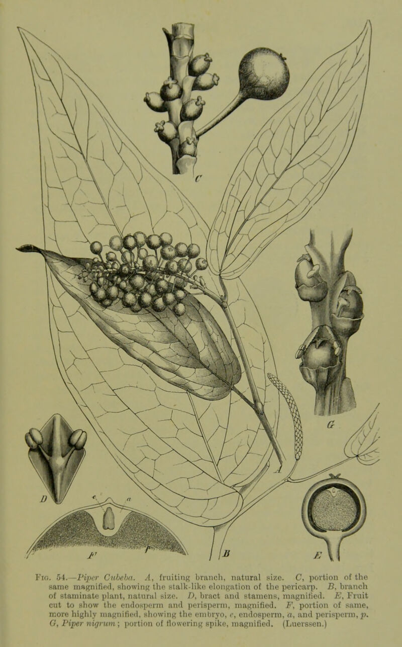 Fio. 54.—Piper Cnbeba. A, fruiting braiicli, natural size. C, portion of the same magnified, showing the Htalk-like elongation of the pericarp. B, branch of staniinate plant, natiirul size. D. bract and stamens, magnified. E, Fruit cut to show the endosperm and jjcrisperm, magnified. F, portion of same, more highly magnified, showing the embryo, r, endosperm, a, and perisperm, ^j. G, Piper nigrum; portion of Howering spike, magnified. (Luerssen.)