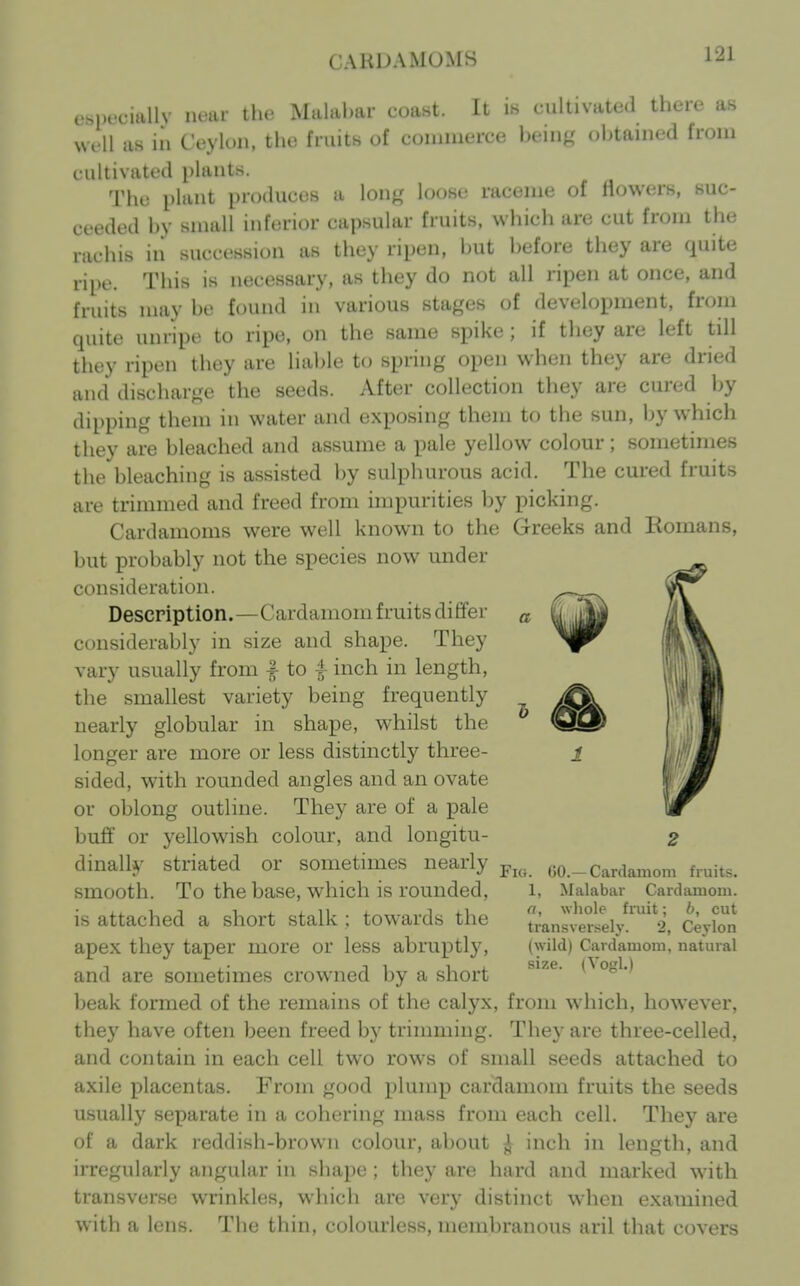 CAKUA.MUMS especially near the Malabar coast. It is cultivated there as well as iii Ceylon, the fruits of couiiuerce being obtained from cultivated plants. The plant produces a long loo.si- niccme of Mowers, suc- ceeded by small inferior capsular fruits, which are cut from the rachis in succession as they ripen, but before they are quite ripe. This is necessary, as they do not all ripen at once, and fruits may be found in various stages of development, from quite unripe to ripe, on the same spike ; if they are left till they ripen they are liable to spring open when they are dried and discharge the seeds. After collection they are cured by dipping them in water and exposing them to the sun, by which they are bleached and assume a pale yellow colour; sometimes the bleaching is assisted by sulpluirous acid. The cured fruits are trimmed and freed from impurities by picking. Cardamoms were well known to the Greeks and Romans, but probably not the species now under consideration. Description.—Cardamom fruits differ considerably in size and shape. They vary usually from | to |- inch in length, the smallest variety being frequently nearly globular in shape, whilst the longer are more or less distinctly three- sided, with rounded angles and an ovate or oblong outline. They are of a pale buff or yellowish colour, and longitu- dinally striated or sometimes nearly smooth. To the base, which is rounded, is attached a short stalk ; tow^ards the apex they taper more or less abruptly, and are sometimes crowned by a short beak formed of the remains of the calyx, from w^hich, however, they have often been freed by trimming. They are three-celled, and contain in each cell two rows of small seeds attached to axile placentas. From good plump cardamom fruits the seeds asually separate in a cohering mass from each cell. They are of a dark reddish-brown colour, about ^ inch in length, and irregularly angular in shape ; they are hard and marked with transverse wrinkles, which are very distinct when examined with a lens. The thin, colourless, membranous aril that covers a J? Fig 60.— Cardamom fruits. 1, Malabar Cardamom. a, wliole fruit; b, cut transversely. 2, Ceylon (wild) Cardamom, natural size. (Vogl.)