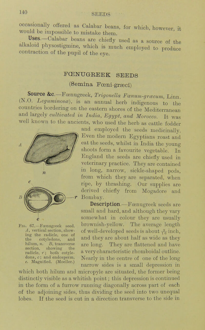 occasionally offered as Calabar beans, for which, however it would be impossible to mistake them. Uses.—Calabar beans are chiefly used as a source of the alkaloid physostigmme, which is much employed to produce contraction of the pupil of the eye. n FCENUGREEK SEEDS (Semina Foeni-grseci) Source &C.—Foenugreek, Trigonella Fcemim-grcecum, Linn. (N.O. Leguminosa), is an annual herb indigenous to the countries bordering on the eastern shores of the Mediterranean and largely cultivated in India, Egypt, and Morocco. It was w^ell known to the ancients, who used the herb as cattle fodder and employed the seeds medicinally. Even the modern Egyptians roast and eat the seeds, whilst in India the young shoots form a favourite vegetable. In England the seeds are chiefly used in veterinary practice. They are contained in long, narrow, sickle-shaped pods, from which they are separated, when ripe, by thrashing. Our supplies are derived chiefly from Mogadore and Bombay. Description.—Foenugreek seeds are small and hard, and although they vary somewhat in colour they are usually brownish-yellow. The average length of well-developed seeds is about -j^ inch, and they are about half as wide as they are long. They are flattened and have a very characteristic rhomboidal outline. Nearly in the centre of one of the long narrow sides is a small depression in which both hilum and micropjde are situated, the former being distinctly visible as a whitish point; this depression is continued in the form of a furrow running diagonally across part of each of the adjoining sides, thus dividing the seed into two unequal lobes. If the seed is cut in a direction transverse to the side in Fio. 67.—Fcenugieek seed. A, vertical section, show- ing the radicle, one of the cotyledons, and hilum, 11. B, transverse section, showing the radicle, r; both cotyle- dons, c; and endosperm, e. Magnified. (Moeller.)
