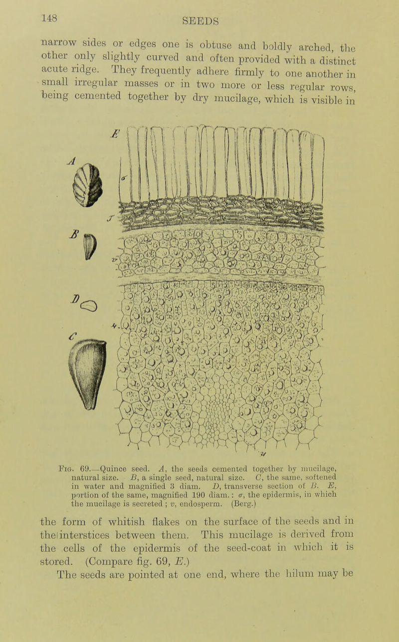 narrow sides or edges one is obtuse and boldly arched, the other only slightly curved and often provided with a distinct acute ridge. They frequently adhere firmly to one another in small irregular masses or in two more or less regular rows being cemented together by dry mucilage, which is visible in Pig. 69—Quince seed. A, the seeds cemented together hy imicilage, natural size. B, a single seed, natural size. C, the same, softened in water and magnified 8 diam. D, transverse section of Ji. E, portion of the same, magnified 190 diam.: cr, the ej^idermis, in which the mucilage is secreted ; v, endosperm. (Berg.) the form of whitish flakes on the surface of the seeds and in thai interstices between them. This mucilage is derived from the cells of the epidermis of the seed-coat in which it is stored. (Compare fig. 69, E.) The seeds are pointed at one end, where the hilum may be