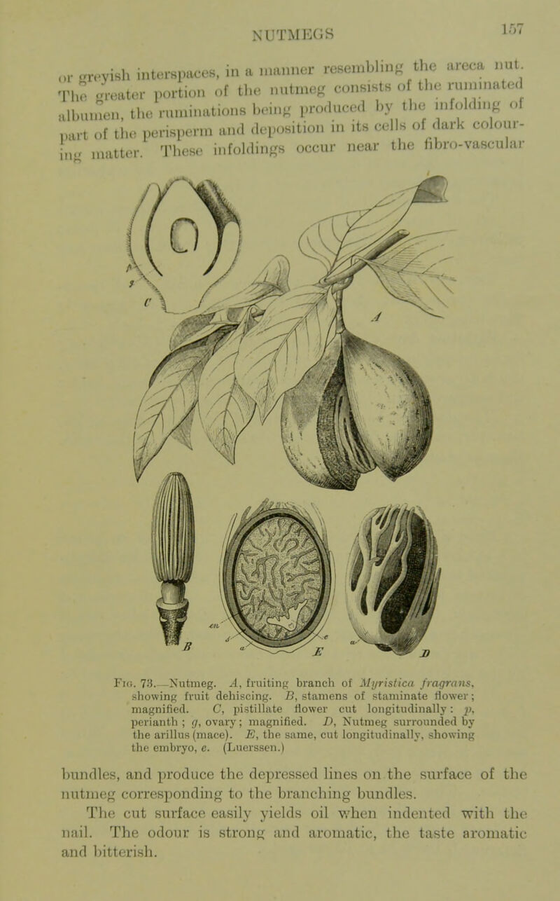 NUTMEGS or-reyish interspaces, in a nmnnor resembling' the iireca nui. The 4ater portion of tlie nutmeg consists o the ruininated alhuinen. the ruminations hein.' produced by the infolding of part of the perisperin an<l deposition in its cells of dark colour- in- matter These infoldings occur near the hbro-vascular Fig. 73. -Nutmeg. A, fiuitinp; branch of Mijristica fragraiis, showing fruit dehiscing. B, stamens of staminate flower; magnified. C, pistilhite flower cut longitudinally: jj, perianth ; {/, ovary; magnified. D, Nutmeg surrounded by the arillus (mace). E, the same, cut longitudinally, showing the embryo, c. (Luerssen.) bundles, and produce the depressed lines on the surface of the mitme<,' corresponding to the branching bundles. The cut surface easily yields oil when indented with the nail. The odour is strong and aromatic, the taste aromatic and l)itterish.