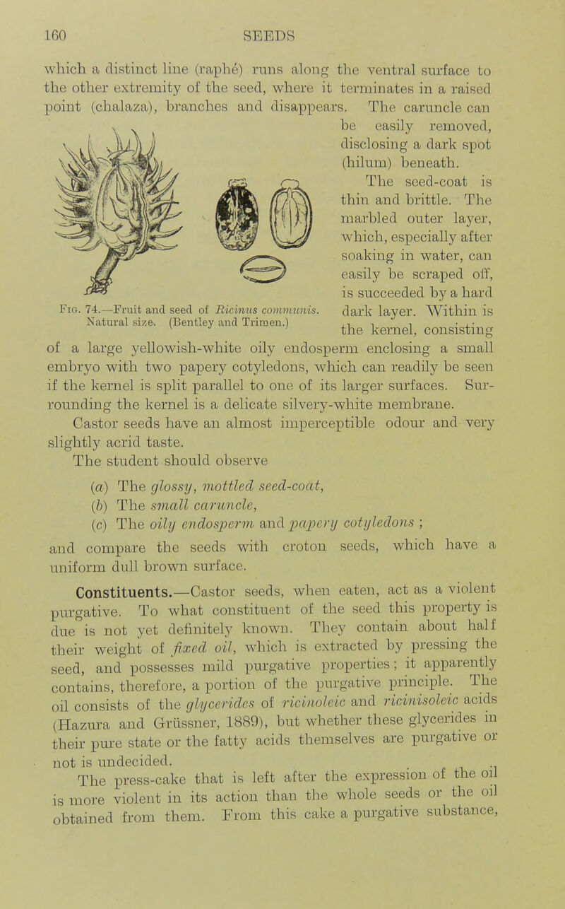 Fig. 74.—Fruit and seed of Eicinus communis. Natural size. (Bentley and Triraen.) which a distinct line (raphe) runs along the ventral surface to the other extremity of the seed, where it terminates in a raised point (chalaza), branches and disappears. The caruncle can be easily removed, disclosing a dark spot (hilum) beneath. The seed-coat is thin and brittle. The marbled outer layer, which, especially after soaking in water, can easily be scraped off, is succeeded by a hard dark layer. Within is the kernel, consisting of a large yellowish-white oily endosperm enclosing a small embryo with two papery cotyledons, which can readily be seen if the kernel is split parallel to one of its larger surfaces. Sur- rounding the kernel is a delicate silvery-white membrane. Castor seeds have an almost imperceptible odour and very slightly acrid taste. The student should observe (a) The glossy, mottled seed-coat, {b) The small caruncle, (c) The oily endosperm and papery cotyledons ; and compare the seeds with crotou seeds, which have a uniform dull brown surface. Constituents.—Castor seeds, when eaten, act as a violent purgative. To what constituent of the seed this property is due is not yet definitely known. They contain about half their weight of fixed oil, which is extracted by pressing the seed, and possesses mild purgative properties; it apparently contains, therefore, a portion of the purgative principle. The oil consists of the glycerides of ricinoleic and ricinisoleic acids (Hazura and Grtissner, 1889), but whether these glycerides in their pure state or the fatty acids themselves are purgative or not is undecided. The press-cake that is left after the expression of the oil is more violent in its action than the whole seeds or the oil obtained from them. From this cake a purgative substance,