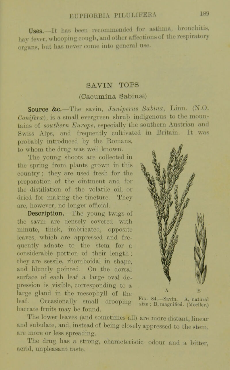 EUPHOHlilA PfLULIFEKA 1H9 Uses. It 1ms bfcn reconnueiulcHl for asthma, hr(jj|cijiii.s, hay fevvr, \vhoopiii«( cou^'h, and other affections of the respiratory or^'ans, hut has never eonie into ^'eneral use. SAVIN TOPS (Cacumina Sabinae) Source &c.—The savin, Jumperus Habina, Linn. (N.O. CunifcnO, is a small ever-^reen shrub indigenous to the moun- tains of southern Europe, especially the southern Austrian and Swiss Alps, and frequently cultivated in Britain. It was probably introduced l)y the Romans, to whom the drug was well known. The young shoots are collected in the spring from plants grown in this country ; they are used fresh for the preparation of the ointment and for the distillation of the volatile oil, or dried for making the tincture. They are. however, no longer official. Description.—The young twigs of the savin are densely covered with minute, thick, imbricated, opposite leaves, which are appressed and fre- quently adnate to the stem for a considerable portion of their length ; they are sessile, rhomboidal in shape, and bluntly pointed. On the dorsal surface of each leaf a large oval de- pression is visible, corresponding to a large gland in the mesophyll of the leaf. Occasionally small drooping baccate fmits may be found. The lower leaves (and sometimes all) are more distant, Imear and subulate, and, instead of being closely appressed to the stem, are more or less spreading. The drug has a strong, characteristic odour and a bitter, acrid, unpleasant taste. A B Fiii. S4.—Savin. A, natural size ; B, magnified. (Moeller.)