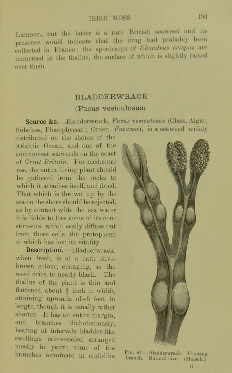 Lainour., but the latter is a ran; BritiKli seaweed and its presence would indicate that the drug had probably been collected in France ; the sporocarps of Chondrus cnspas are immersed in the thallus, the surface of which is slightly raised over them. BLADDERWBACK (Fucus vesiculosus) Source &c.—Jiladderwrack, Fucus vesiculosus (Class, Algau ; Subclass, Phojophyceffi ; Order, Fucacece), is a seaweed widely distributed on the shores of the Atlantic Ocean, and one of the commonest seaweeds on the coast of Great Britain. For medicinal use, the entire living plant should be gathered from the rocks to which it attaches itself, and dried. That which is thrown up by the sea on the shore should be rejected, as by contact with the sea water it is liable to lose some of its con- stituents, which easily diffuse out from those cells the protoplasm of which has lost its vitality. Description. — Bladderwrack, when fresh, is of a dark olive- brown colom-, changing, as the weed dries, to nearly black. The thallus of the plant is thin and flattened, about | inch m width, attaining upwards of-3 feet in length, though it is usually rather shorter. It has an entire margin, and branches dichotomously, bearing at intervals bladder-hke swellings (air-vesicles) arranged mostly in pairs; some of the branches terminate in club-like At Fio. 87.—Bladderwrack. Fruiting branch. Natural size. (Maisch.) O