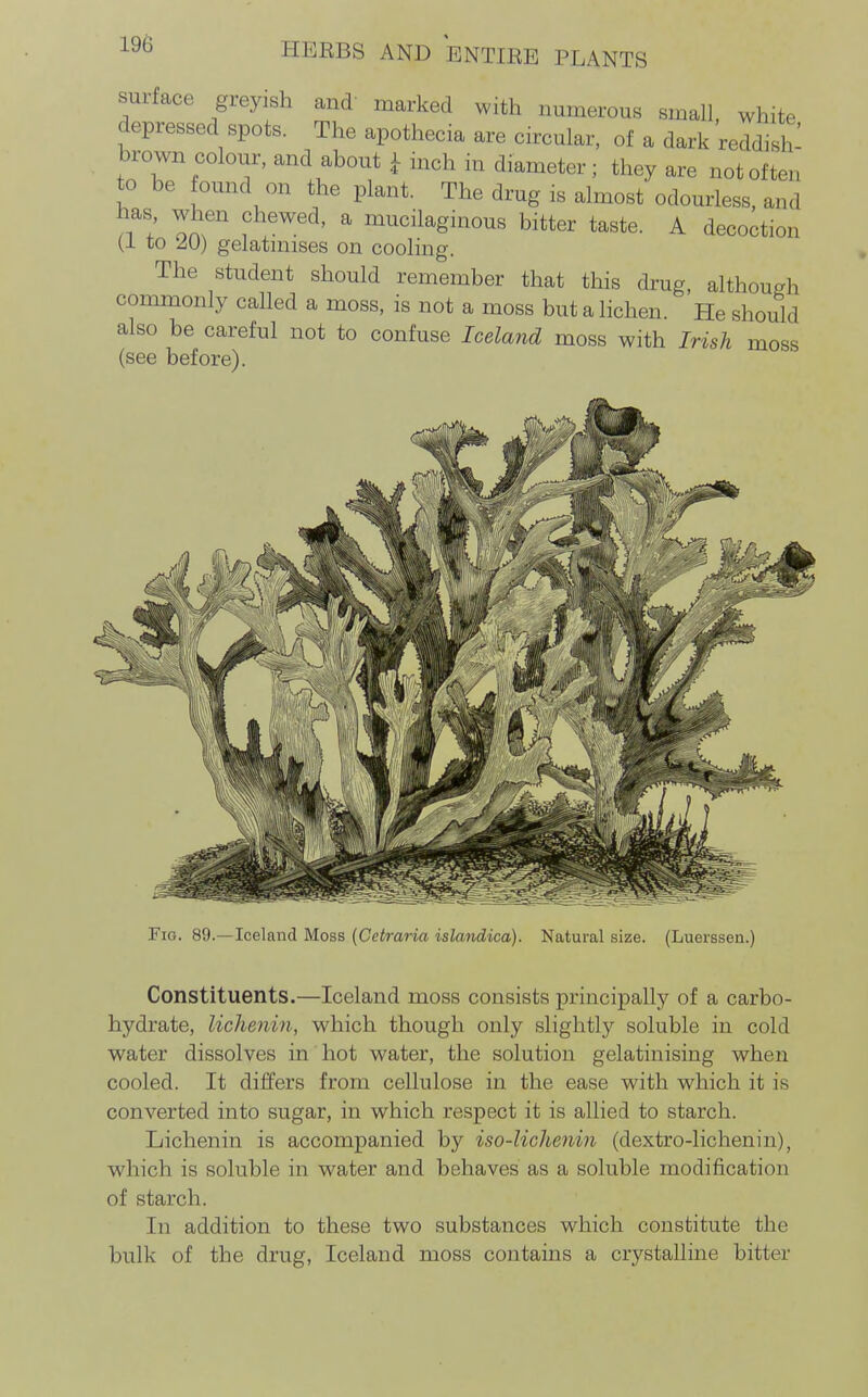 surface greyish and' marked with numerous small, white depressed spots. The apotheeia are circular, of a dark reddish: brown colour, and about ^ mch in diameter; they are not often to be found on the plant. The drug is almost odourless, and has when chewed, a mucilaginous bitter taste. A decoction (1 to AO) gelatmises on cooling. The student should remember that this drug, although commonly called a moss, is not a moss but a lichen. He should also be careful not to confuse Icela?id moss with Irish moss (see before). Fig. 89—Iceland Moss (Cetraria islandica). Natural size. (Luerssen.) Constituents.—Iceland moss consists principally of a carbo- hydrate, lichenin, which though only slightly soluble in cold water dissolves in hot water, the solution gelatinising when cooled. It differs from cellulose in the ease with which it is converted into sugar, in which respect it is allied to starch. Lichenin is accompanied by iso-lichenin (dextro-lichenin), which is soluble in water and behaves as a soluble modification of starch. Ill addition to these two substances which constitute the bulk of the drug, Iceland moss contains a crystalline bitter