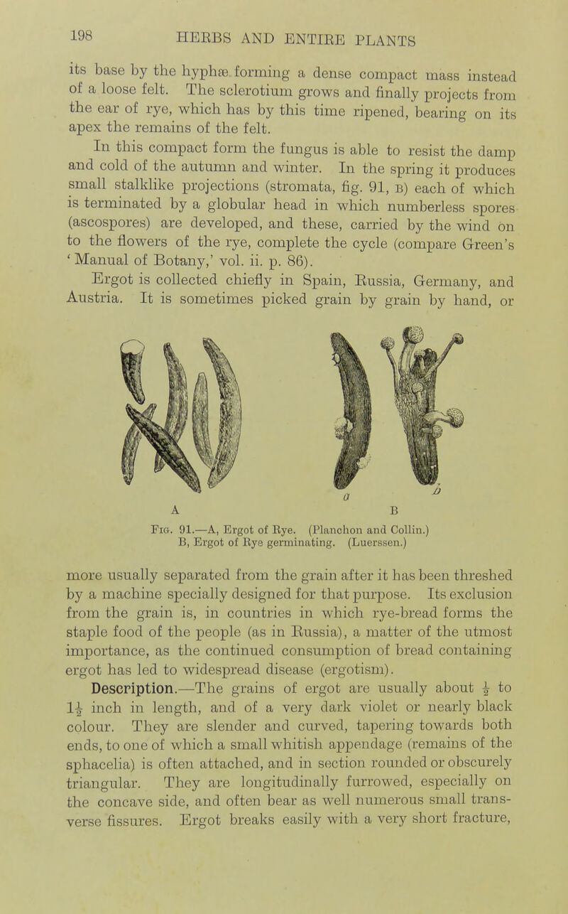 its base by the hyphte forming a dense compact mass instead of a loose felt. The sclerotimn grows and finally projects from the ear of rye, which has by this time ripened, bearing on its apex the remains of the felt. In this compact form the fungus is able to resist the damp and cold of the autumn and winter. In the spring it produces small stalklike projections (stromata, fig. 91, b) each of which is terminated by a globular head in which numberless spores- (ascospores) are developed, and these, carried by the wind on to the flowers of the rye, complete the cycle (compare Green's 'Manual of Botany,' vol. ii. p. 86). Ergot is collected chiefly in Spain, Eussia, Germany, and Austria. It is sometimes picked grain by grain by hand, or Fig. 91.—A, Ergot of Eye. (Planchon and Collin.) B, Ergot of Eye germinating. (Luerssen.) more usually separated from the grain after it has been threshed by a machine specially designed for that purpose. Its exclusion from the grain is, in countries in which rye-bread forms the staple food of the people (as in Eussia), a matter of the utmost importance, as the continued consumption of bread containing ergot has led to widespread disease (ergotism). Description.—The grains of ergot are usually about i to 1| inch in length, and of a very dark violet or nearly black colour. They are slender and curved, tapering towards both ends, to one of which a small whitish appendage (remains of the sphacelia) is often attached, and in section rounded or obscurely triangular. They are longitudinally furrowed, especially on the concave side, and often bear as well numerous small trans- verse fissures. Ergot breaks easily with a very short fracture.